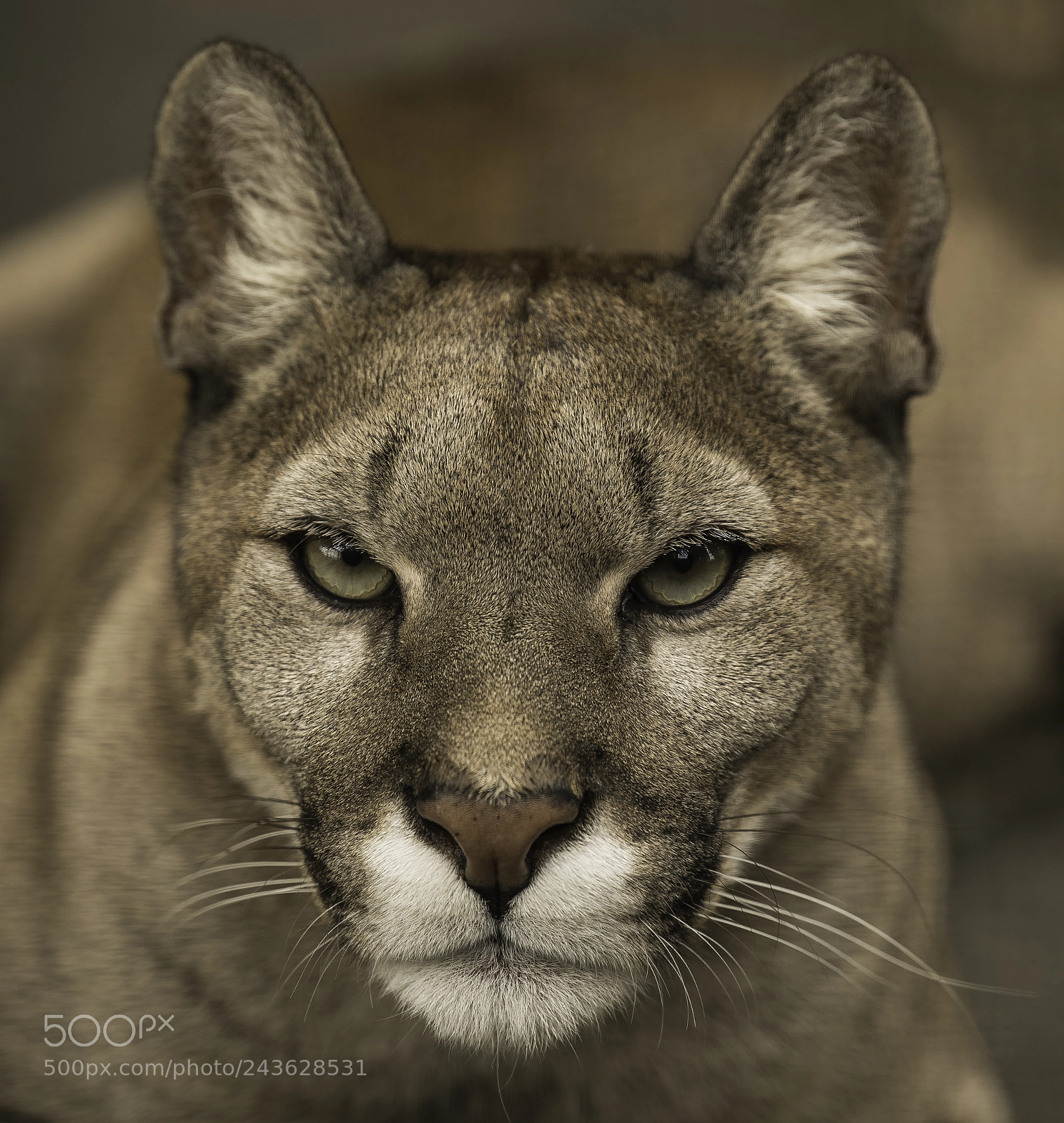 Nikon D5 sample photo. Puma series photography