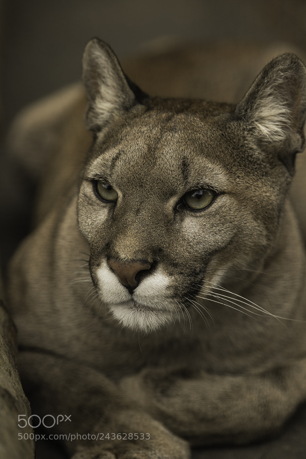 Nikon D5 sample photo. Puma series photography