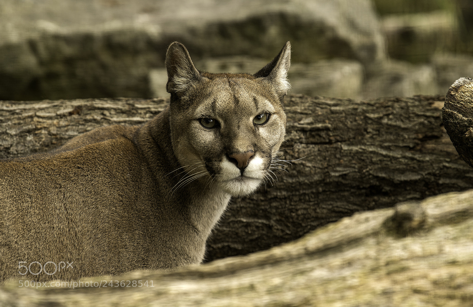 Nikon D5 sample photo. Puma series photography