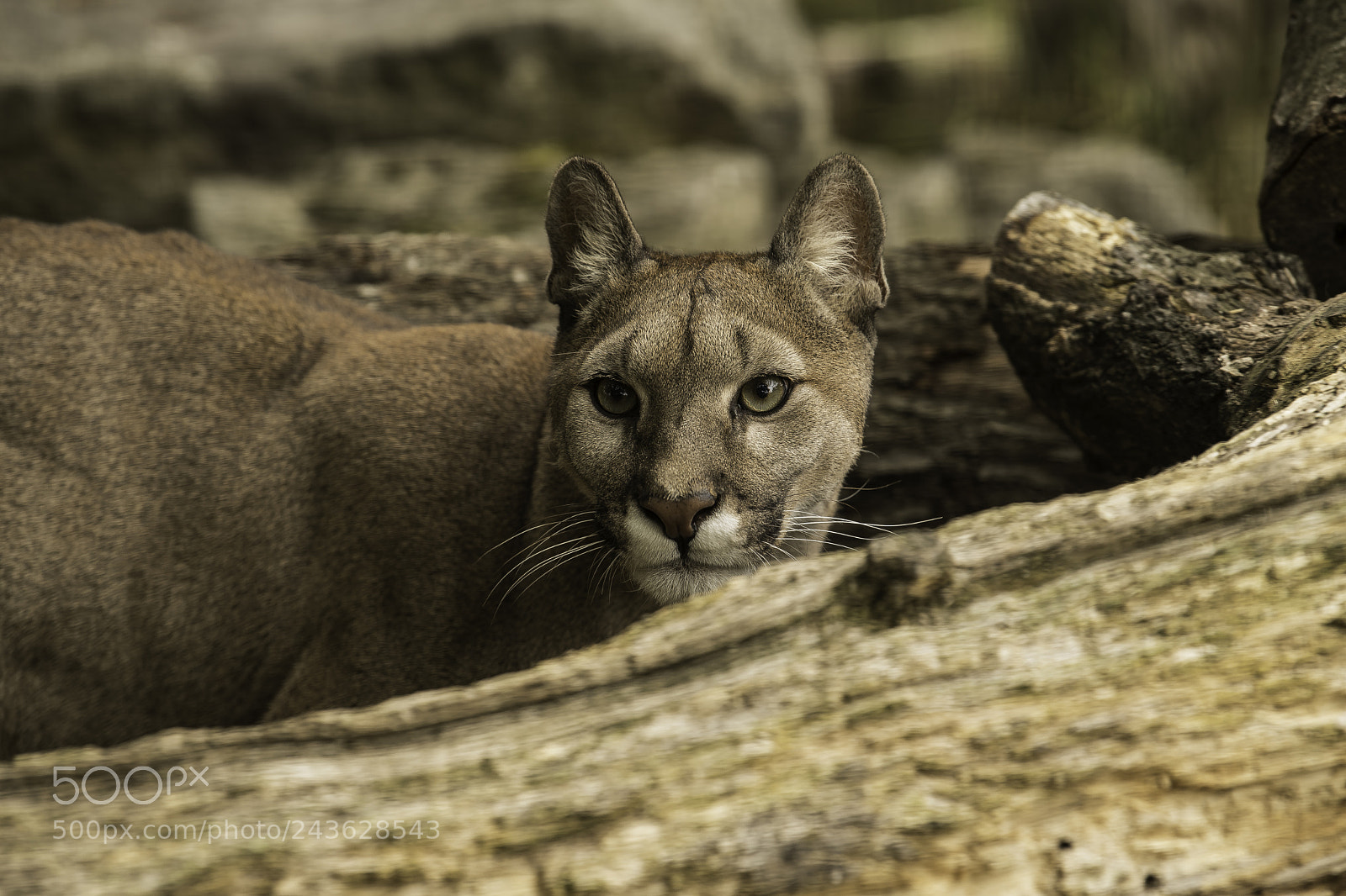 Nikon D5 sample photo. Puma series photography