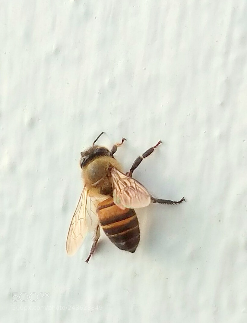 Xiaomi Redmi Note 4 sample photo. Small visitor photography