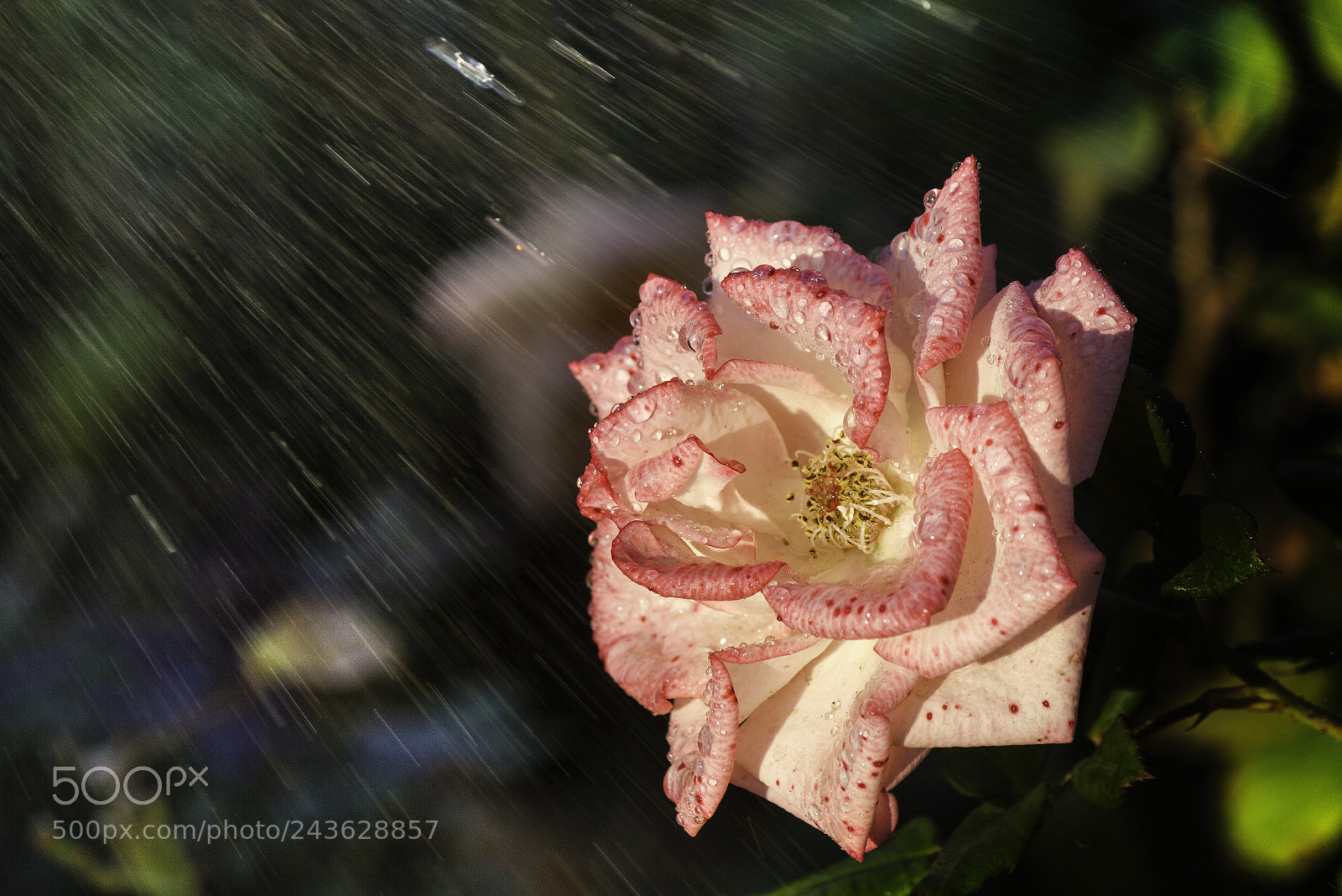 Canon EOS 550D (EOS Rebel T2i / EOS Kiss X4) sample photo. Shower on the nature photography