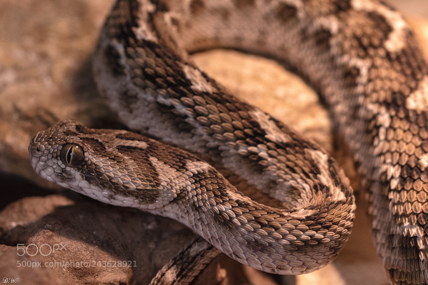 Nikon D610 sample photo. Echis carinatus sochureki gemeine photography
