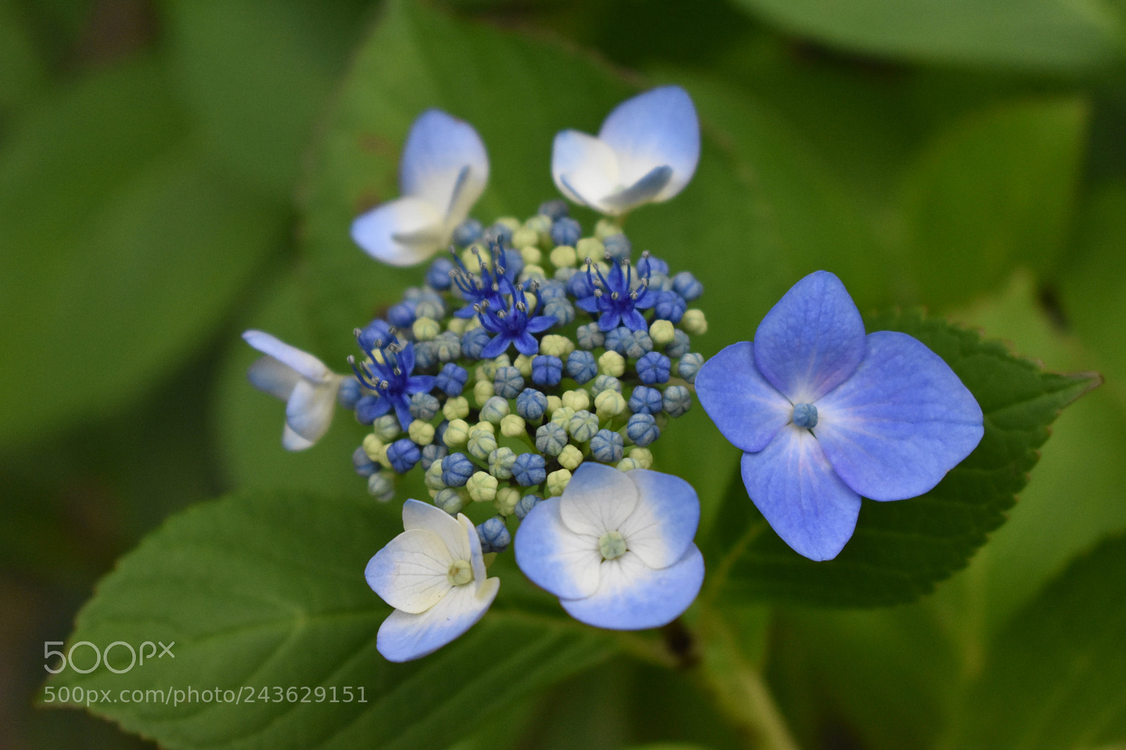 Nikon D3400 sample photo. Flowering buds photography