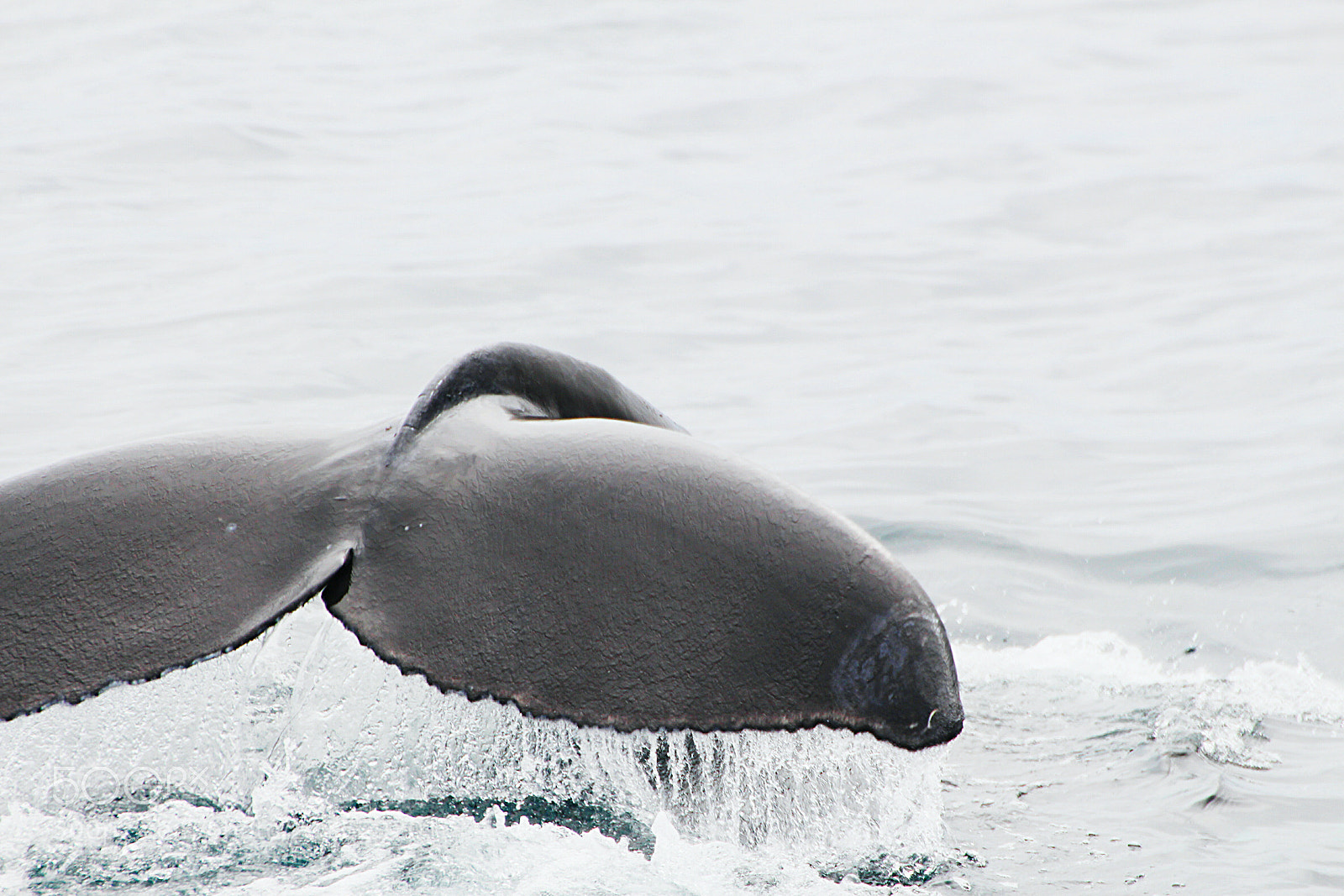 Canon EOS 700D (EOS Rebel T5i / EOS Kiss X7i) sample photo. Whale tail photography