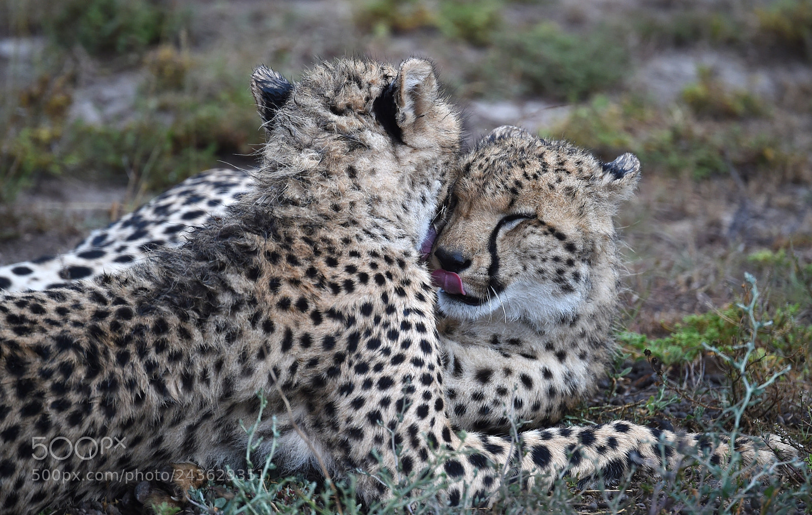 Nikon D4S sample photo. A good lickin photography