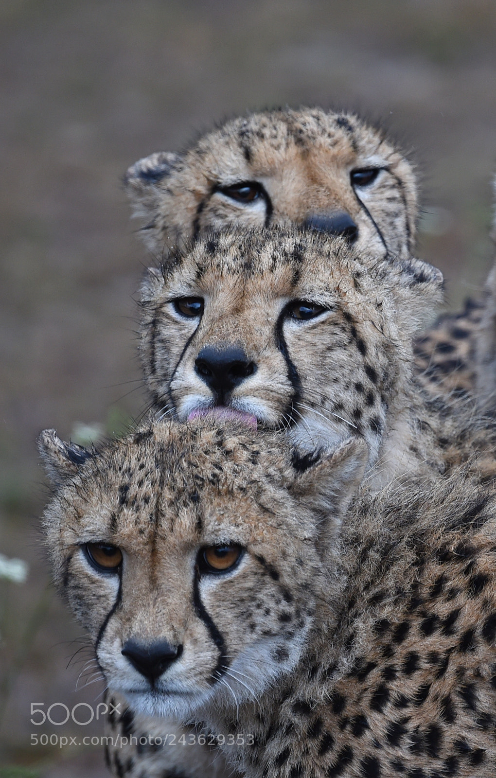 Nikon D4S sample photo. Triple trouble photography