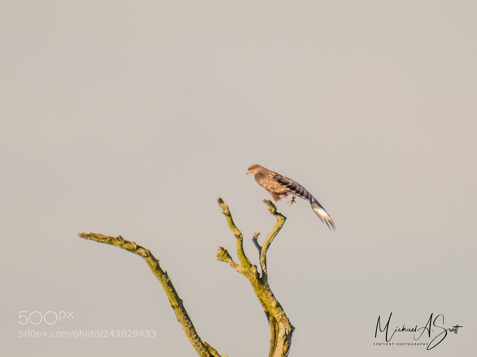 Nikon D800 sample photo. Buzzard poised for take photography