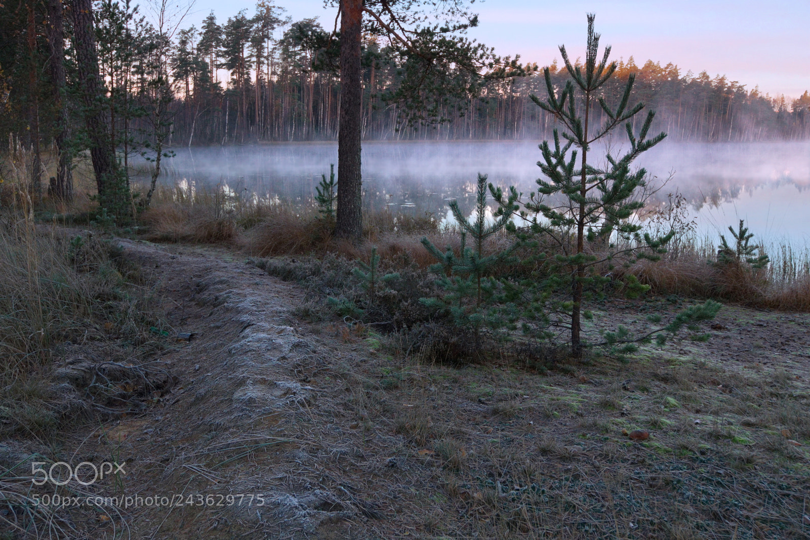 Panasonic Lumix DMC-G5 sample photo. Sunrise on the forest photography
