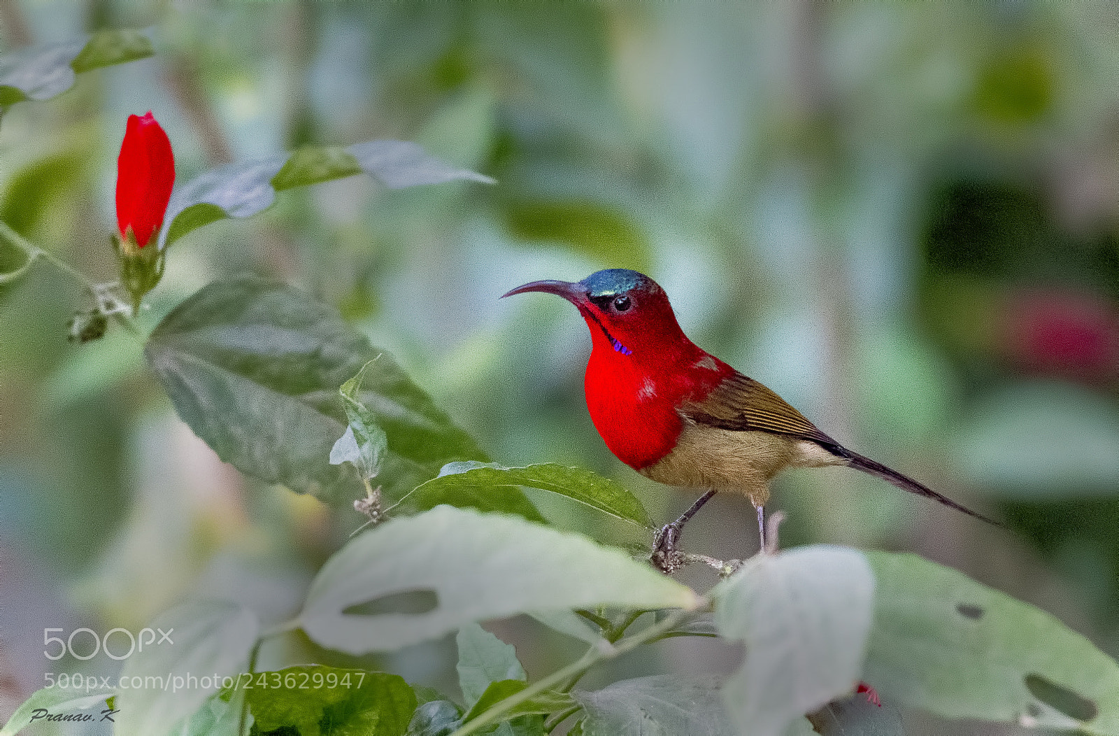 Nikon D500 sample photo. Crimson sunbird photography