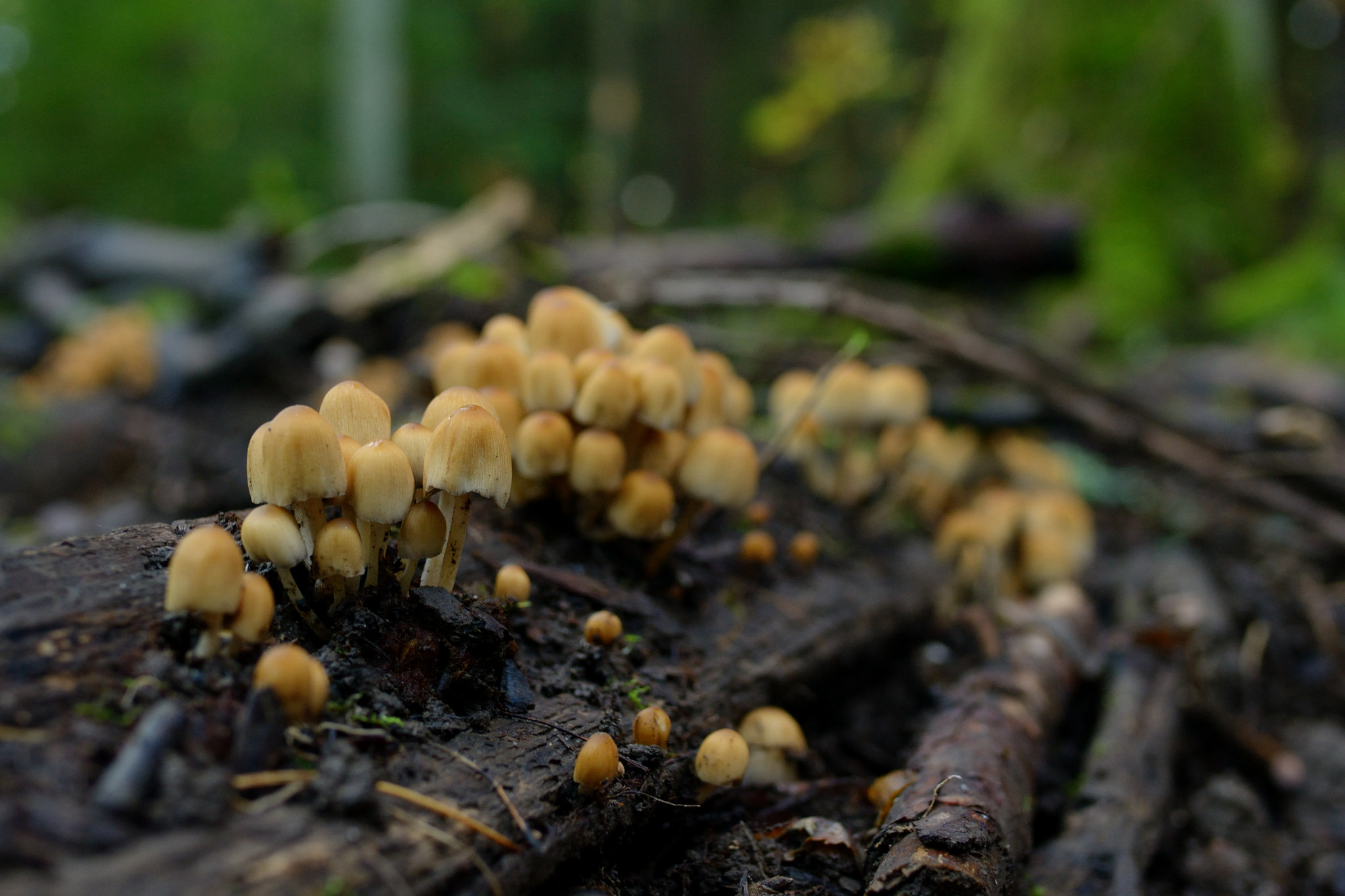 Nikon D3100 + Tamron SP 35mm F1.8 Di VC USD sample photo. These are some mushrooms photography