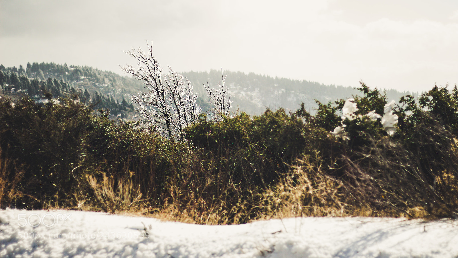 Canon EOS 700D (EOS Rebel T5i / EOS Kiss X7i) sample photo. Bigbear photography