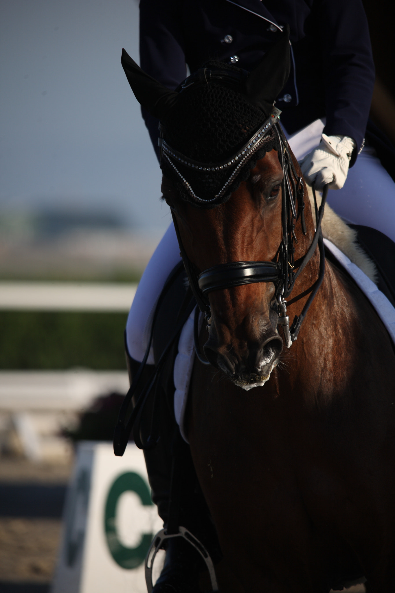 Sigma 150-500mm F5-6.3 DG OS HSM sample photo. Lucky and charlotte photography