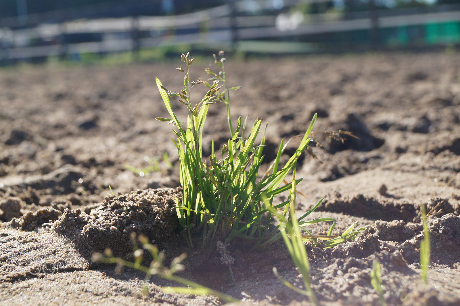 Sony SLT-A58 sample photo. Gras on sand photography