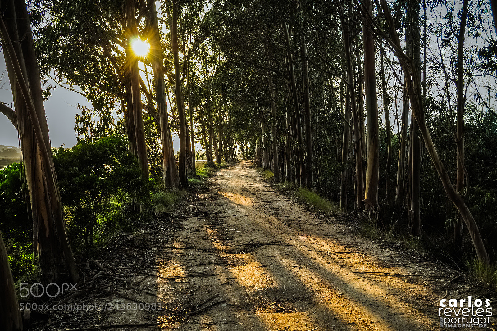 Nikon D5000 sample photo. Junto ao mondego photography