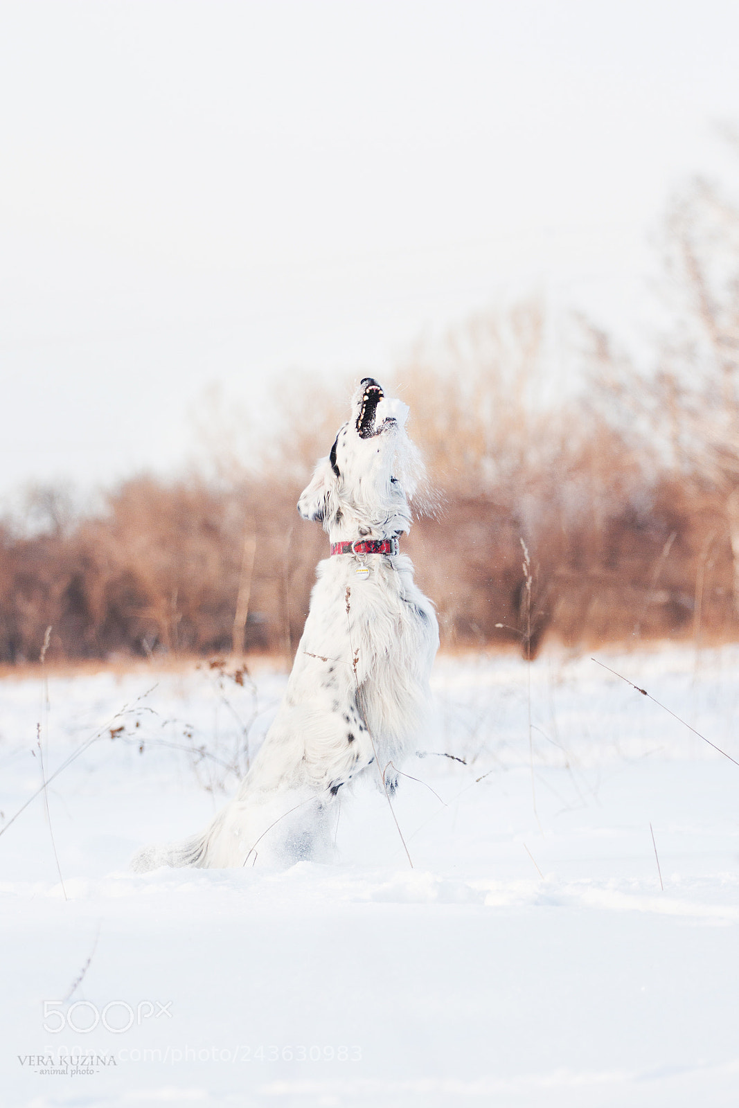 Canon EOS 650D (EOS Rebel T4i / EOS Kiss X6i) sample photo. Snowtime with sheil! photography