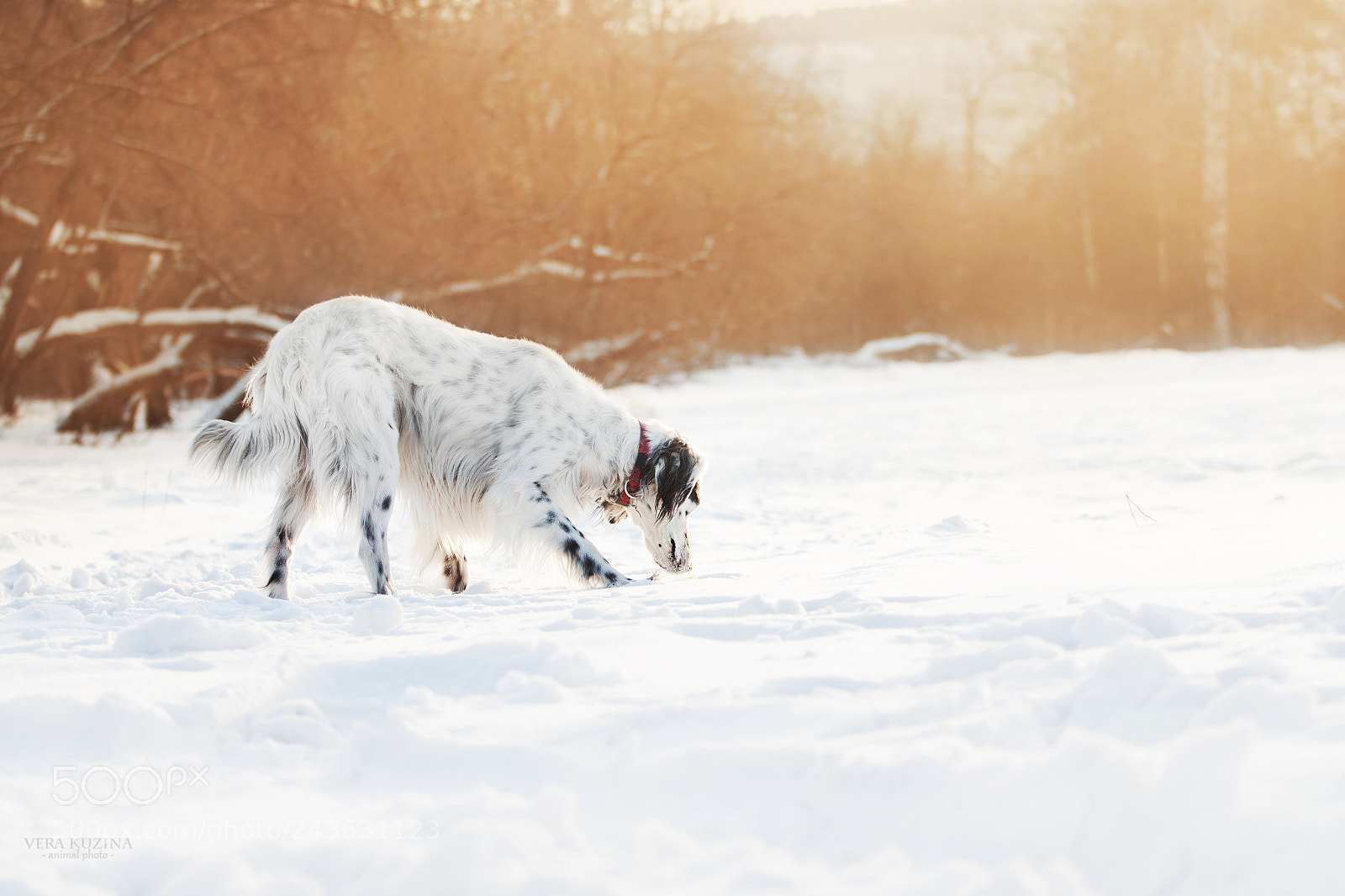 Canon EOS 650D (EOS Rebel T4i / EOS Kiss X6i) sample photo. Sunny setter! photography