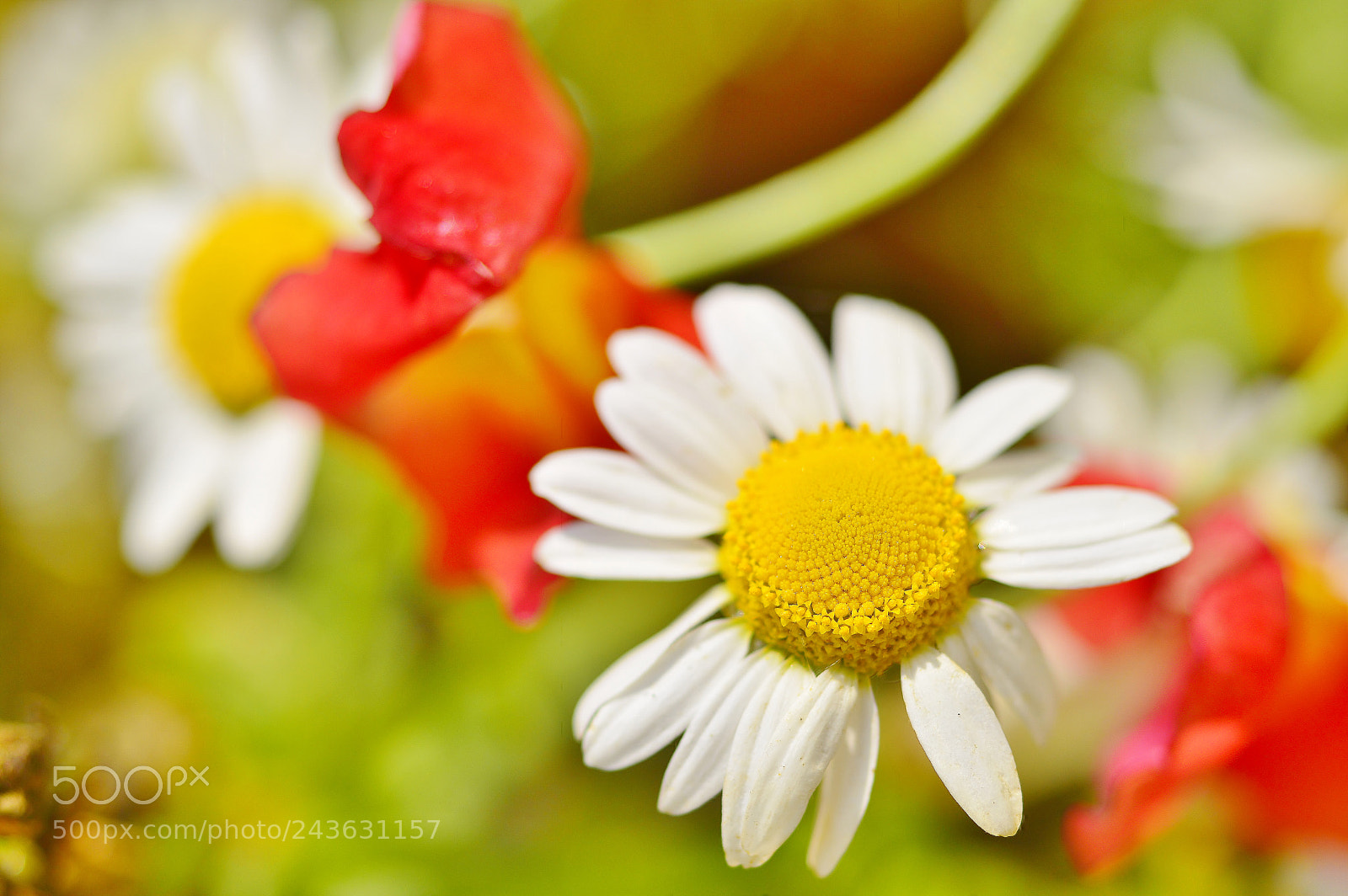 Nikon D3200 sample photo. Garden natures......flowers 02 photography