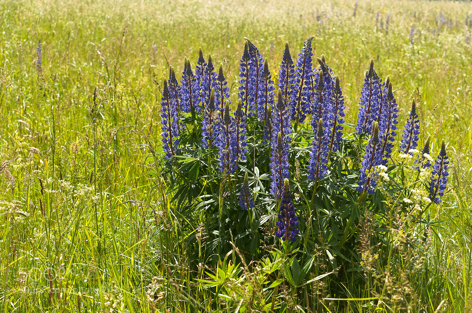 Sony Alpha NEX-3N sample photo. Purple bush lupine, beautiful photography