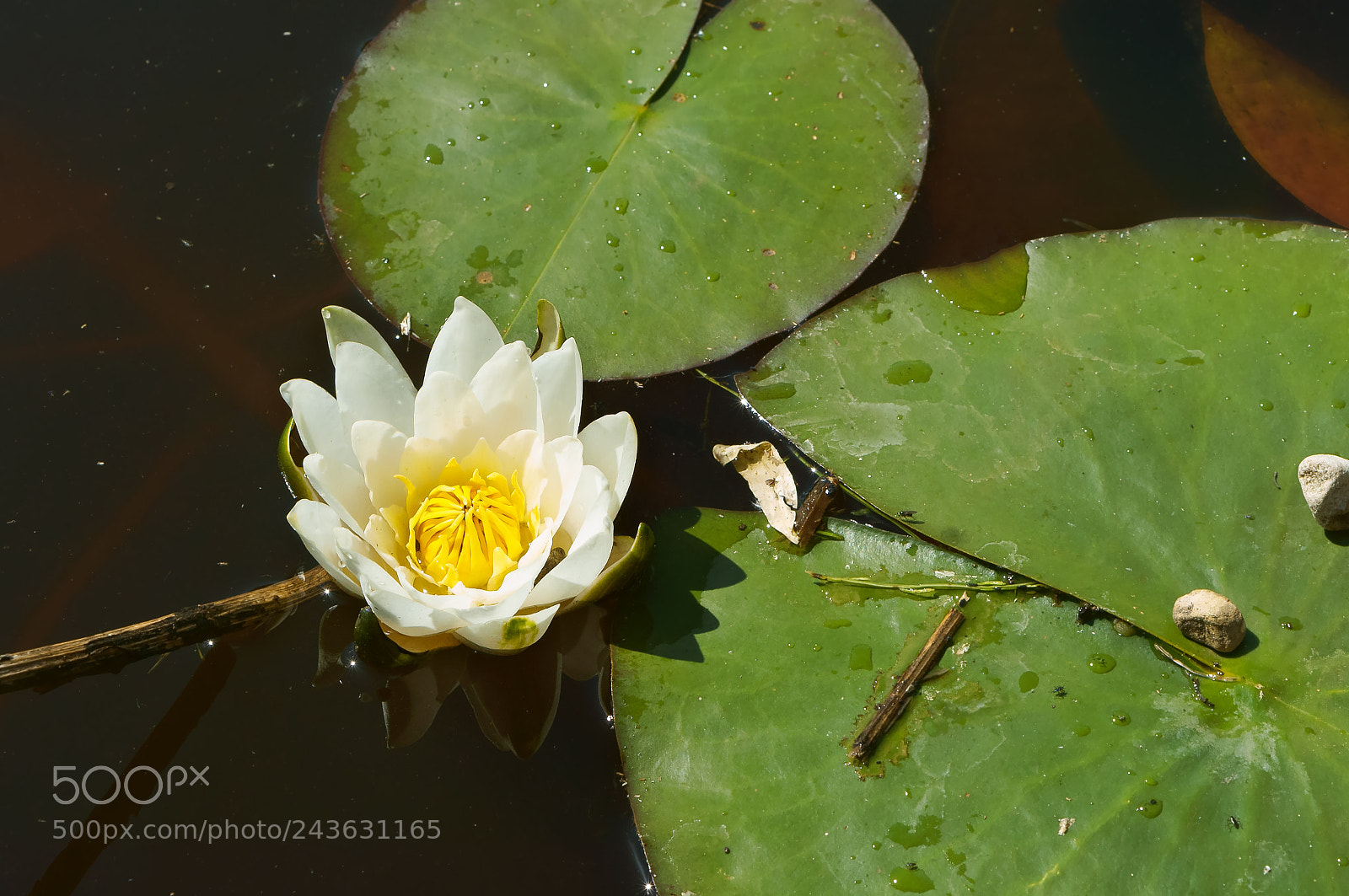 Sony Alpha NEX-3N sample photo. White lily on the photography