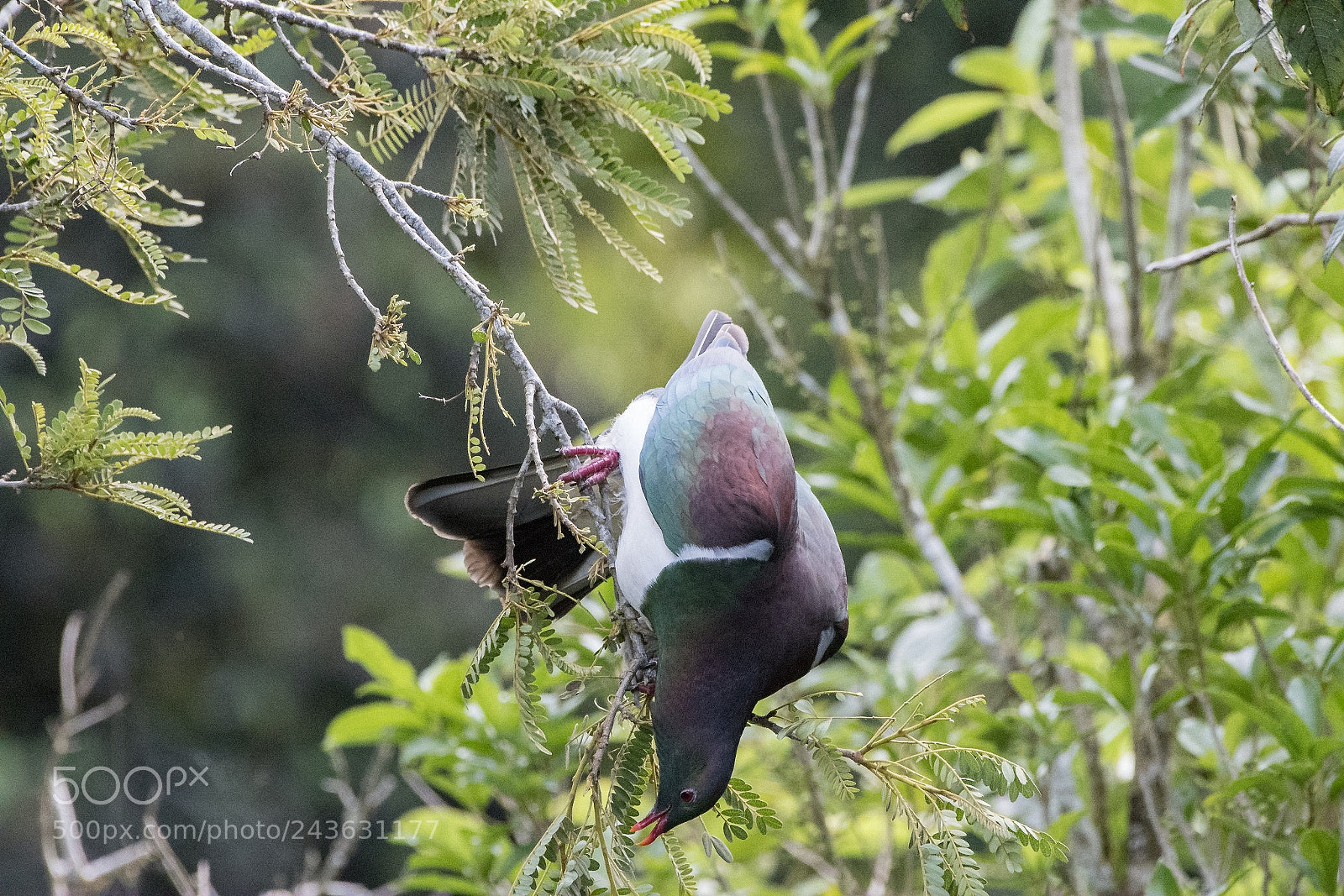 Nikon D500 sample photo. Kereru / nz wood pigeon photography