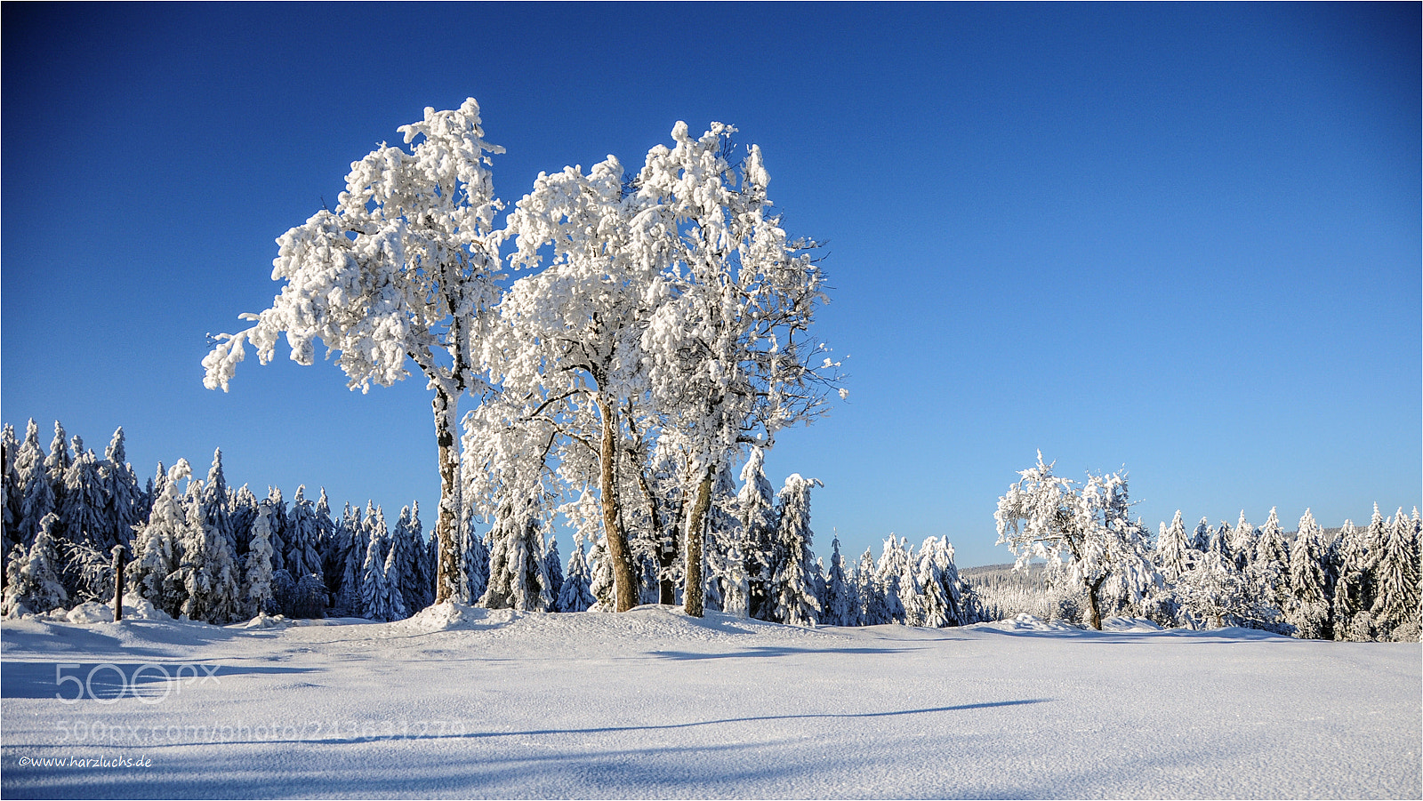 Nikon D300 sample photo. Winter im harz photography