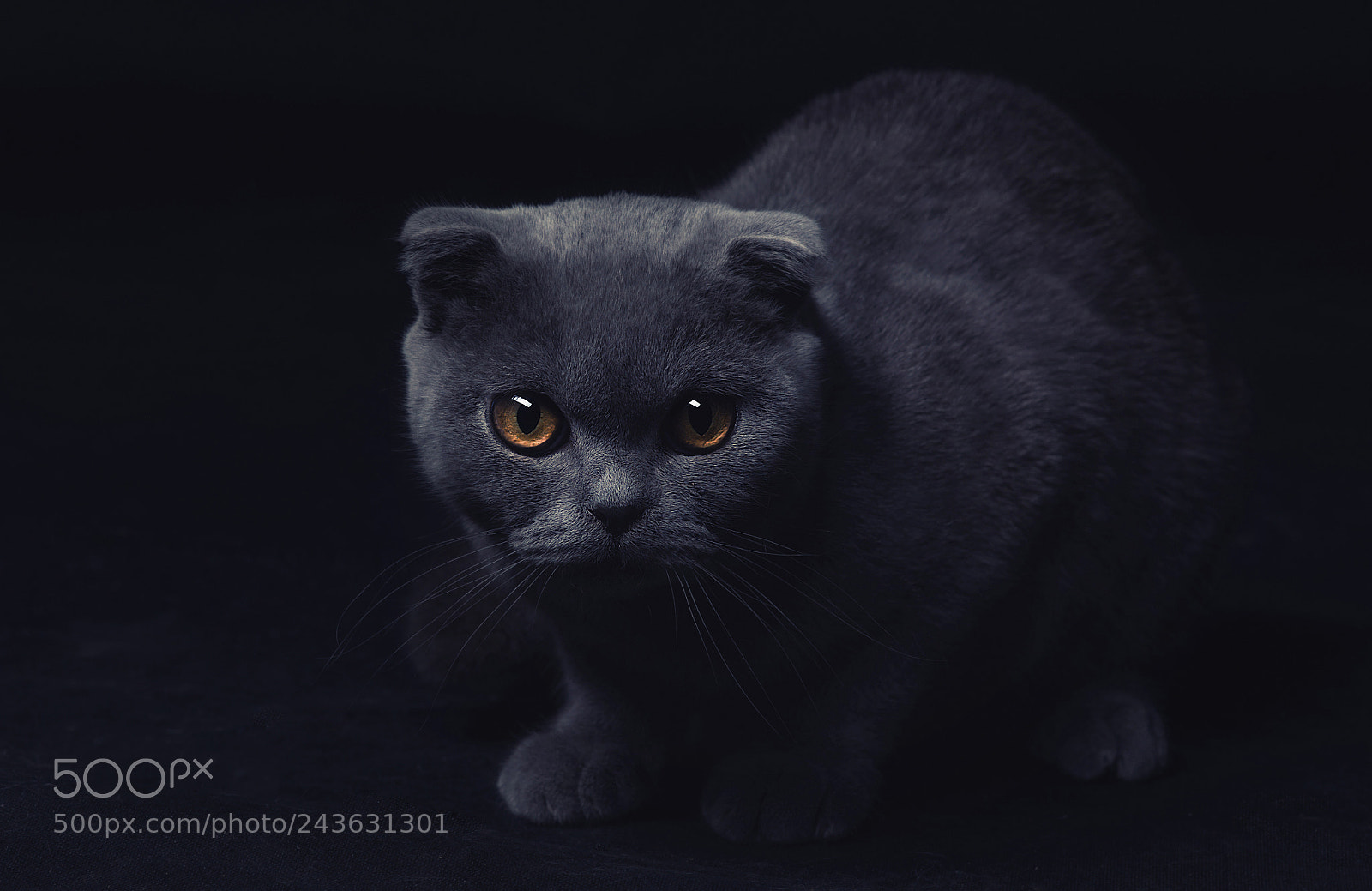 Nikon D800 sample photo. Scottish fold grey cat photography