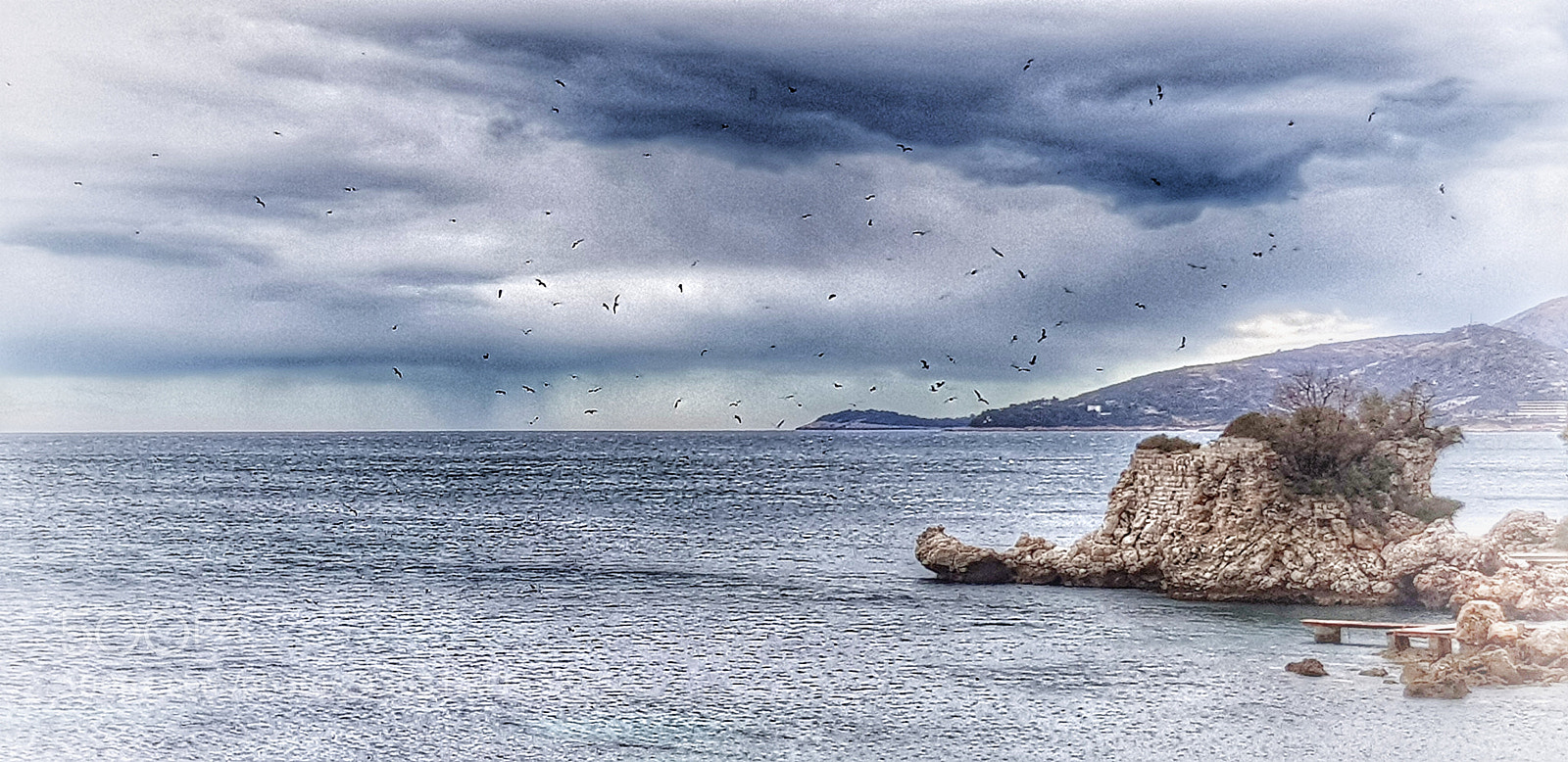 Samsung Galaxy S8+ sample photo. Sea gull's photography
