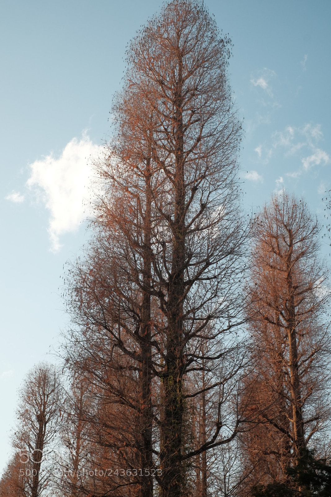 Fujifilm X-T10 sample photo. Rising photography