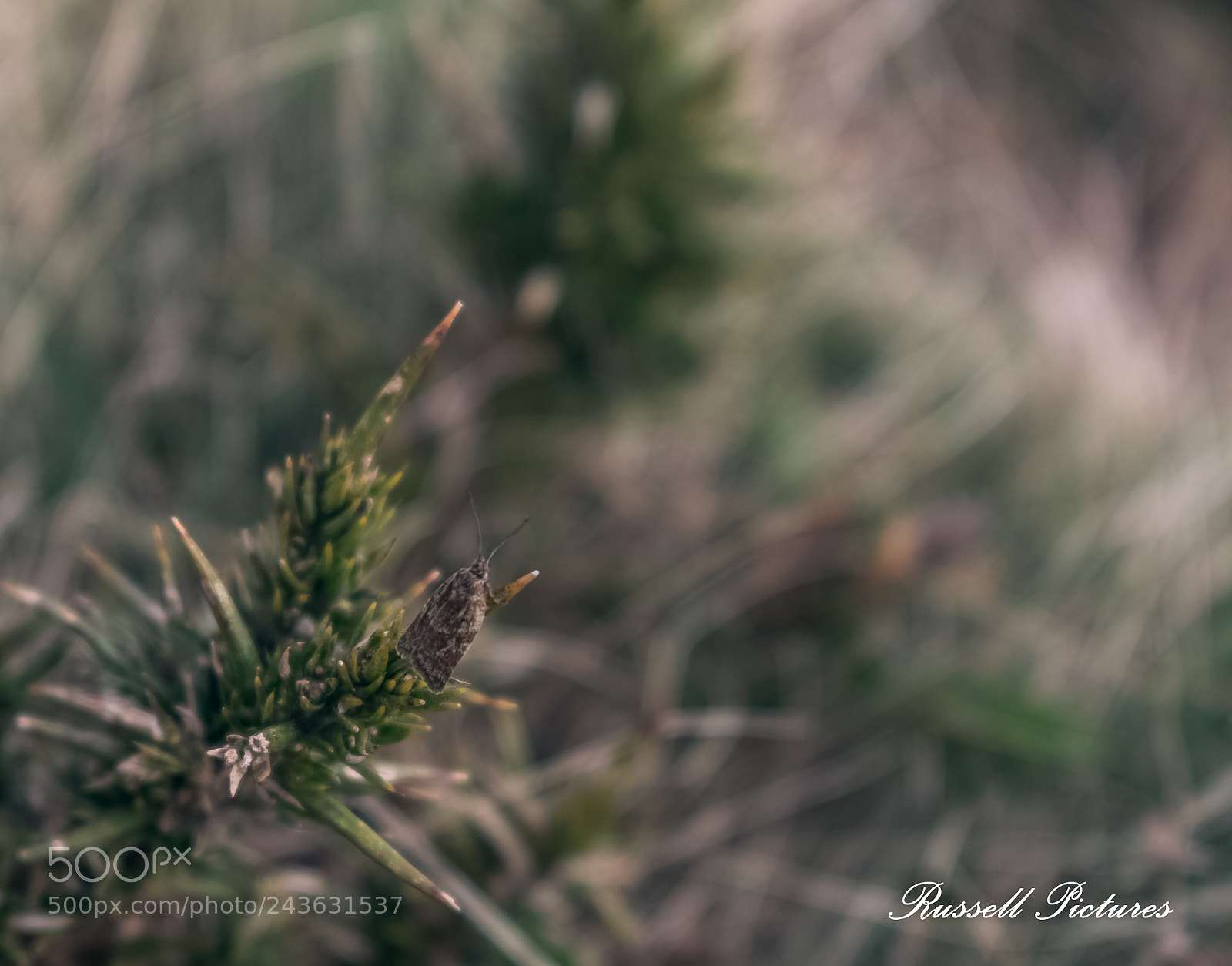 Nikon D3400 sample photo. The nature of the photography