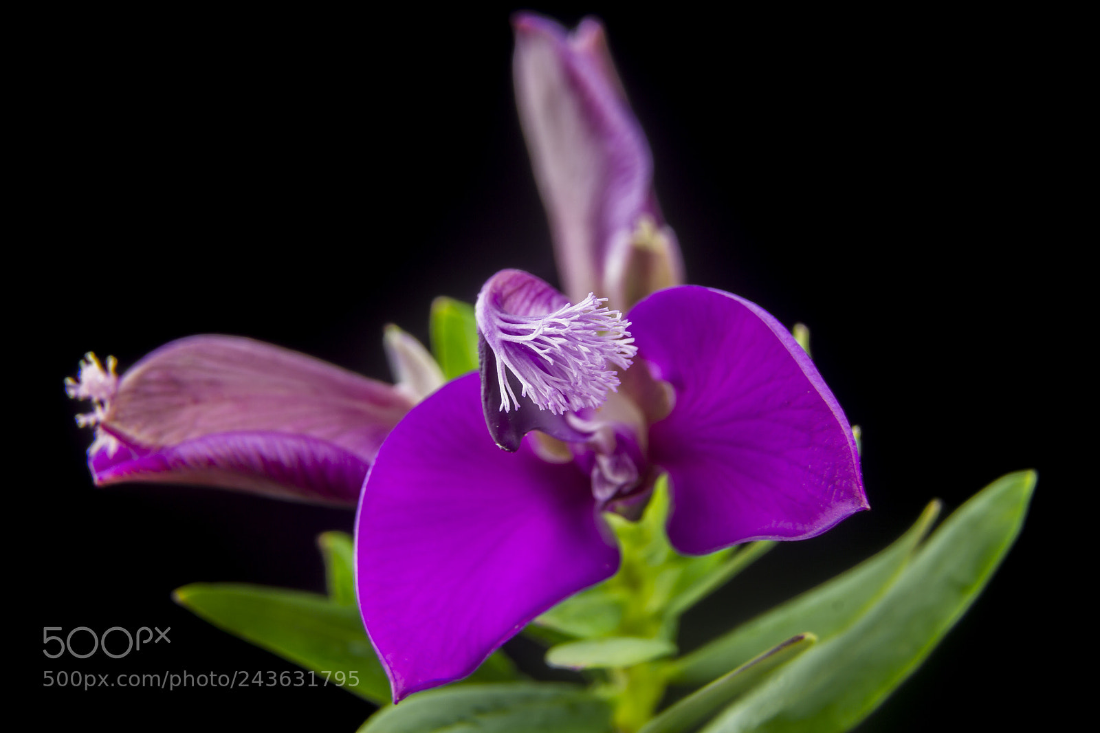 Canon EOS 60D sample photo. Harmonious flower of the photography