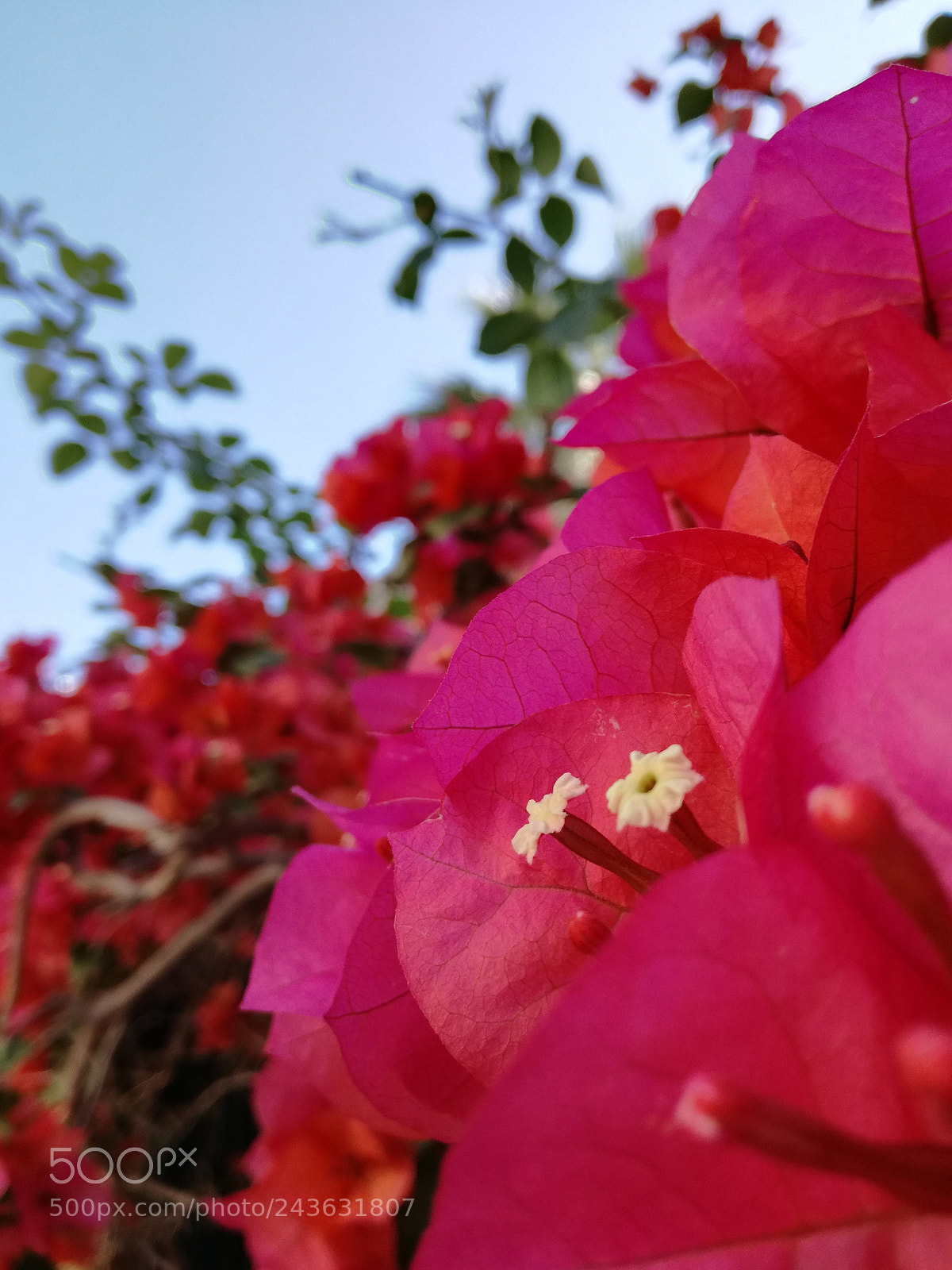 HUAWEI P9 LITE sample photo. Details photography