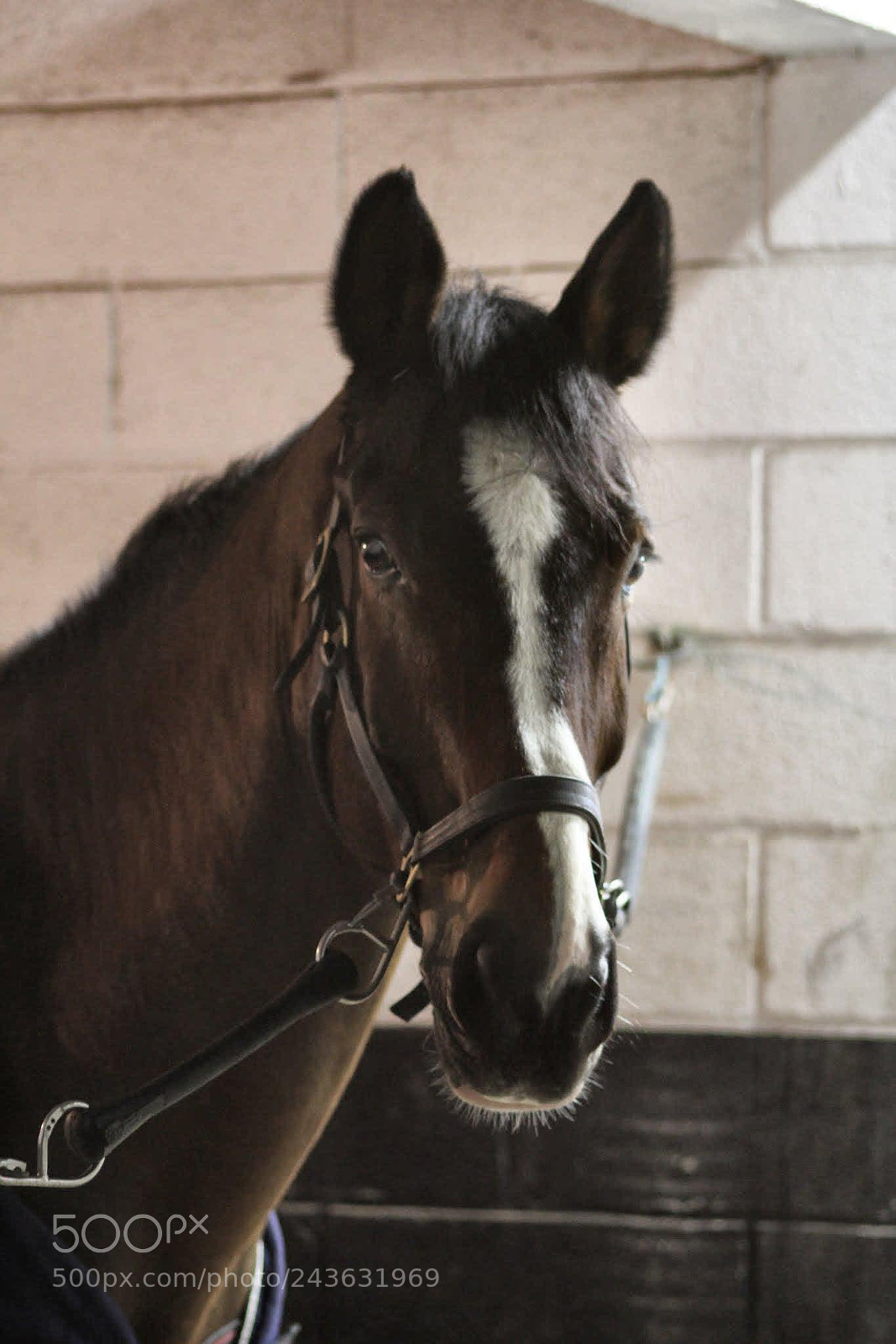 Canon EOS 60D sample photo. Un soir aux écuries. photography
