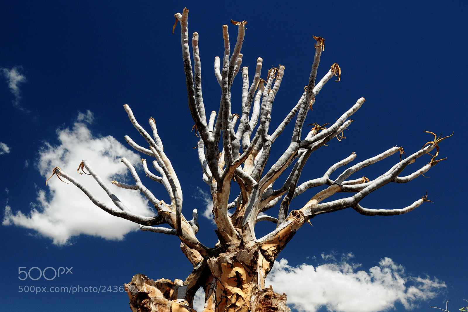 Nikon D300 sample photo. Bristly crown into the photography
