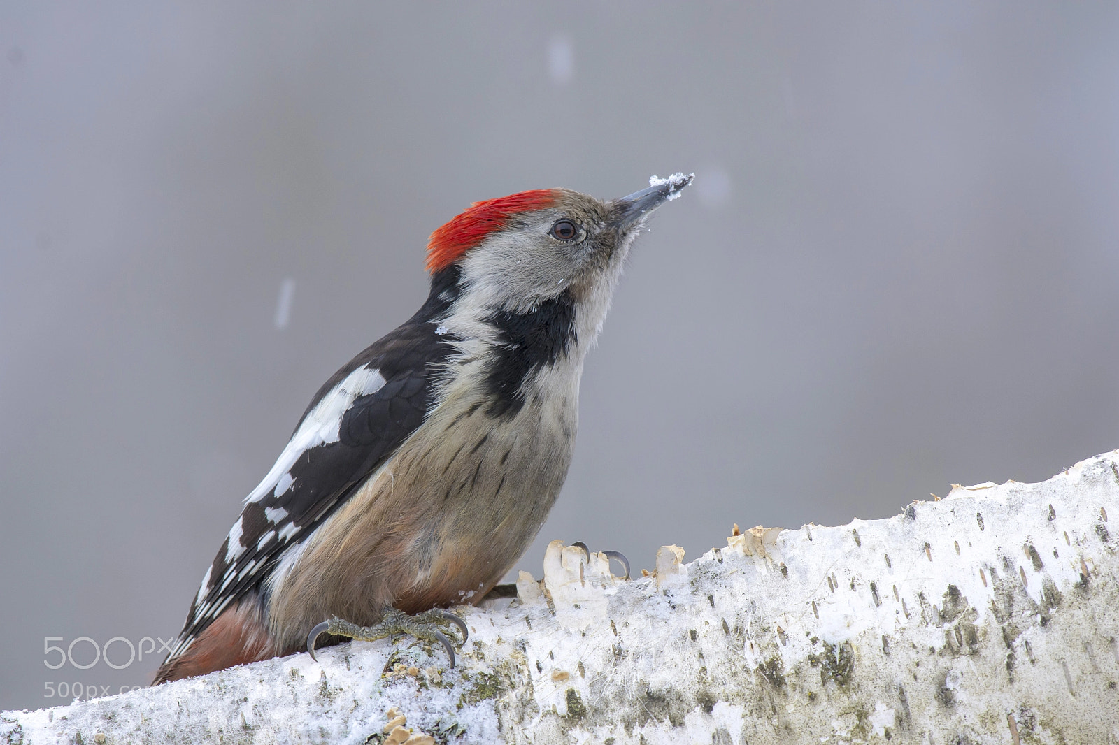Nikon D7200 sample photo. Great spotted woodpecker photography