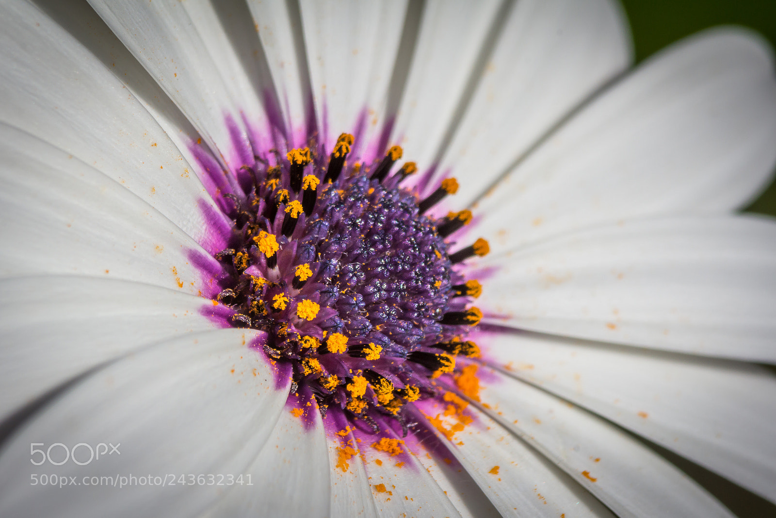 Canon EOS 60D sample photo. Pollen photography