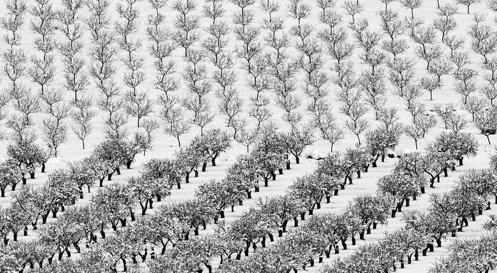 Canon EOS 5DS R sample photo. Symmetry in the snow photography