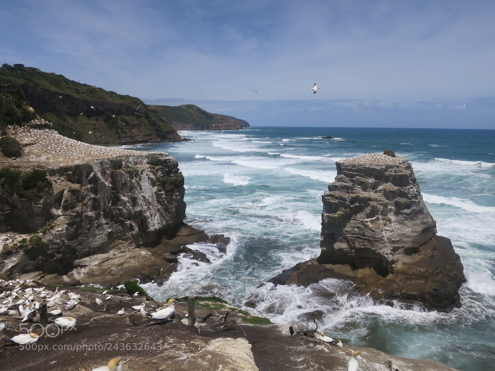 Canon PowerShot S120 sample photo. Gannet colony, new zealand photography