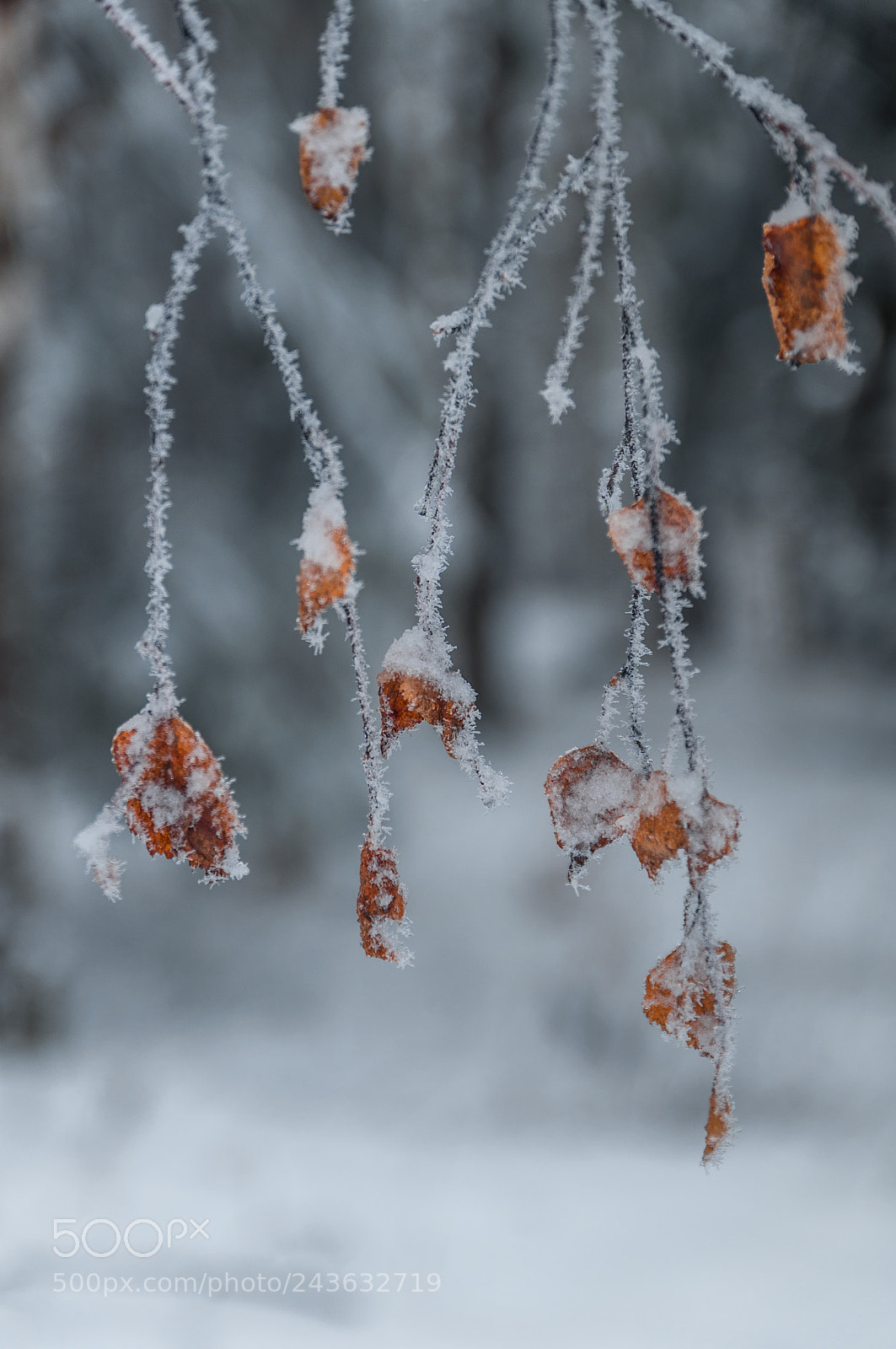 Nikon D5000 sample photo. Winter leaves photography