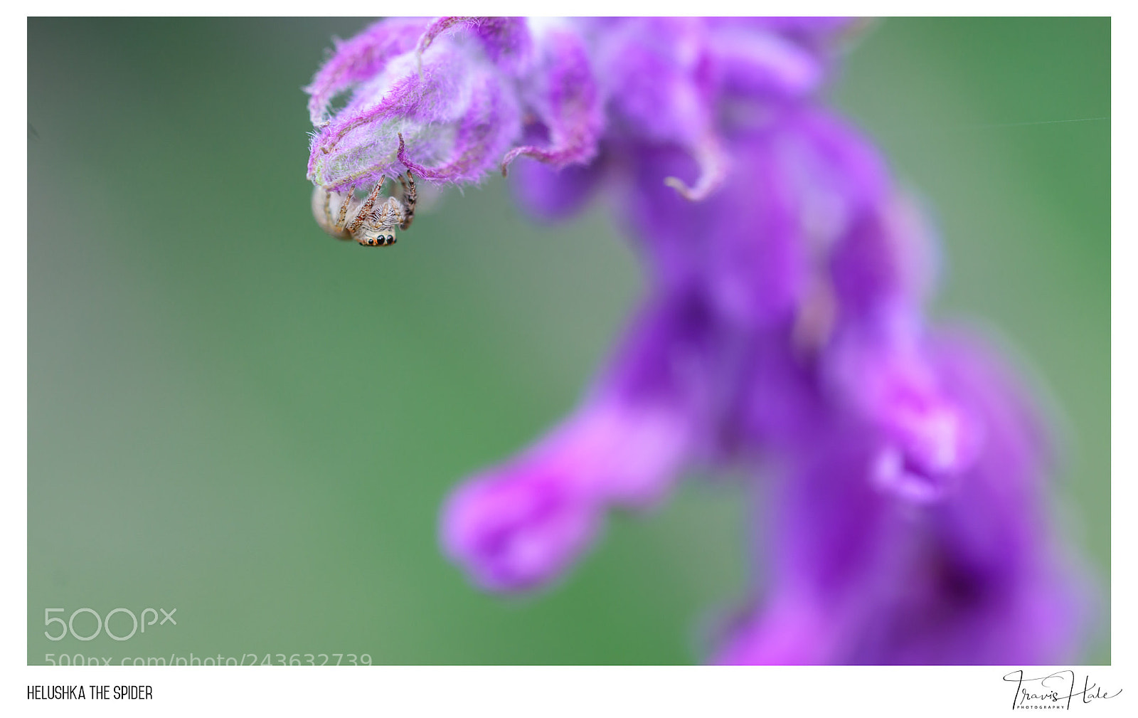 Nikon D610 sample photo. Helushka the spider photography