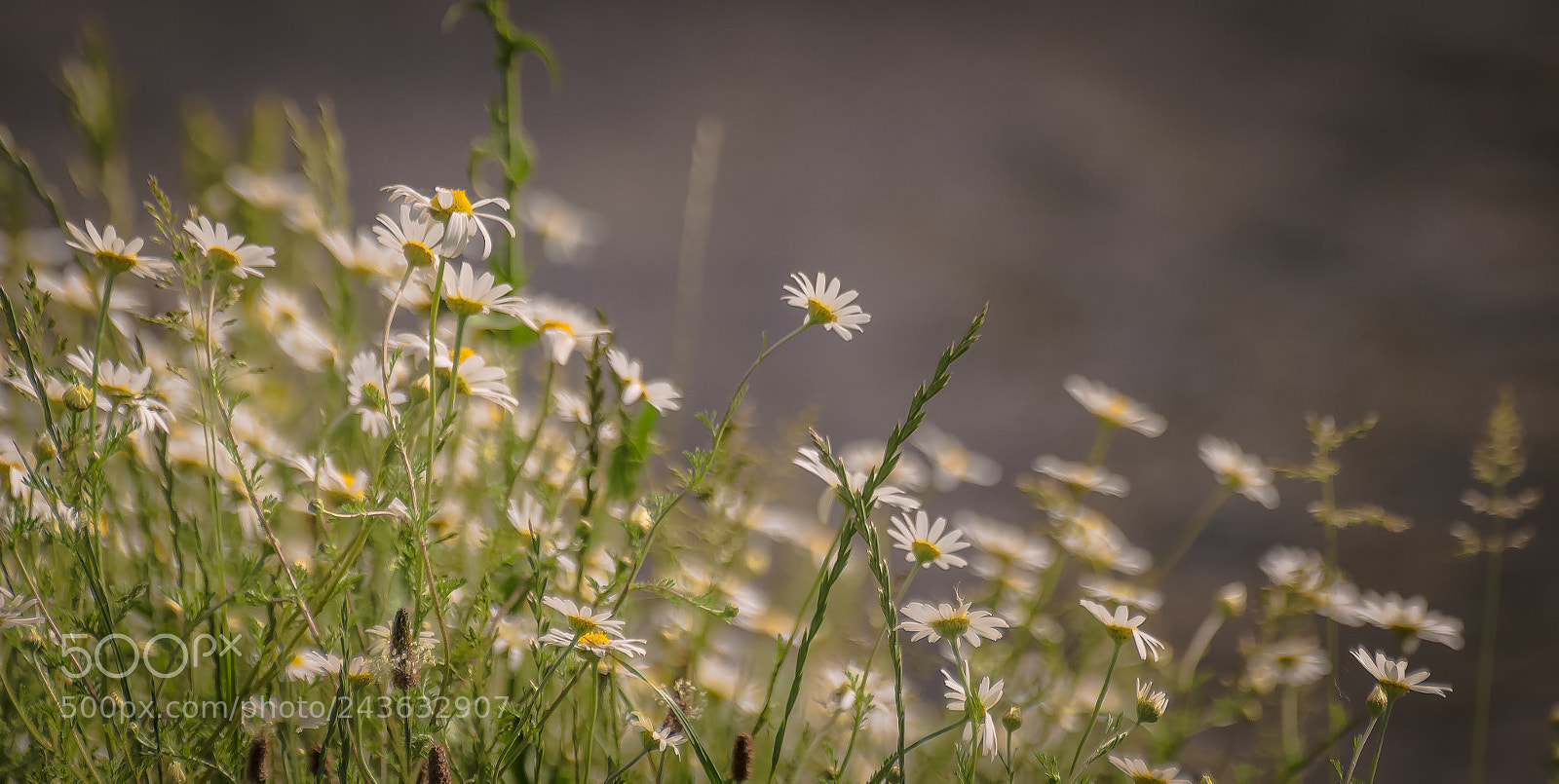 Nikon D5100 sample photo. Carelessness photography