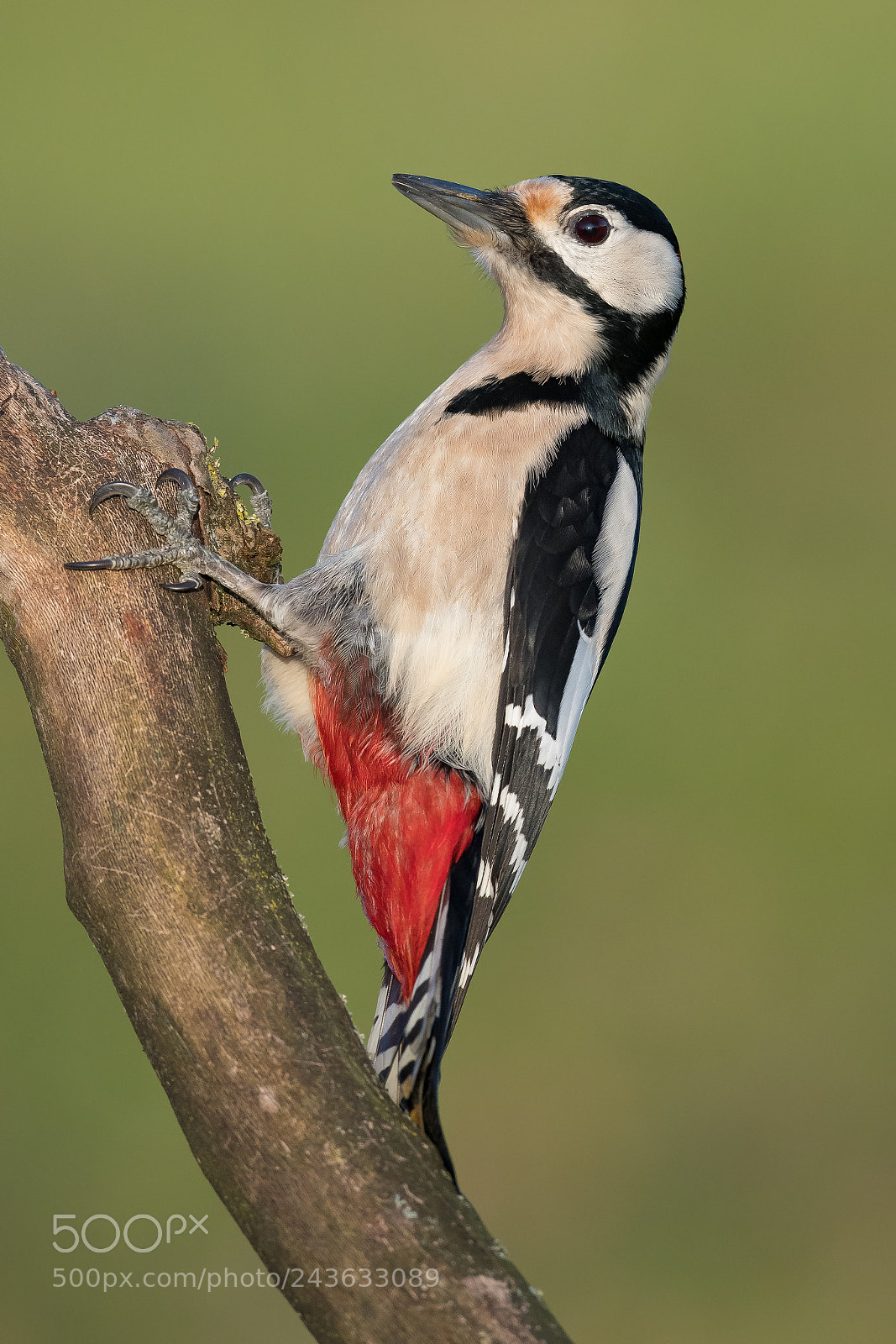 Nikon D850 sample photo. Woodpecker / buntspecht photography