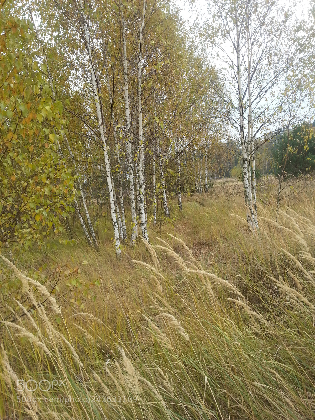Samsung Galaxy S3 sample photo. Untitled photography