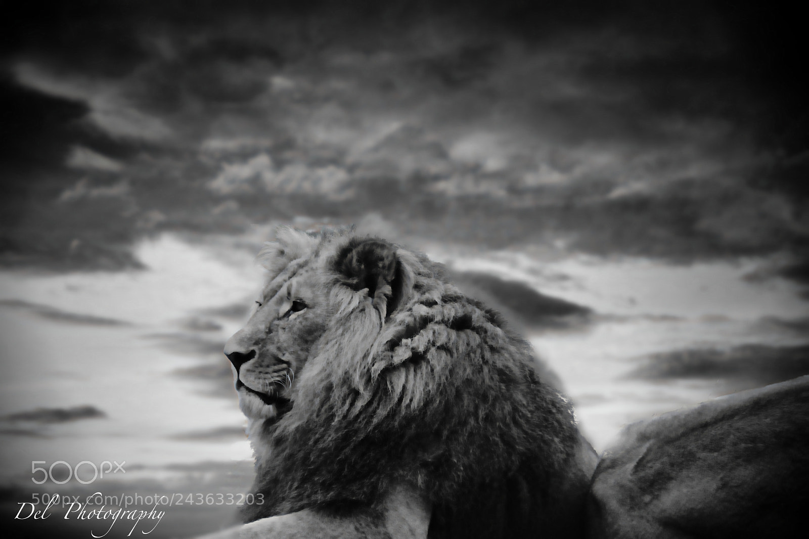 Nikon D7100 sample photo. King of wild photography