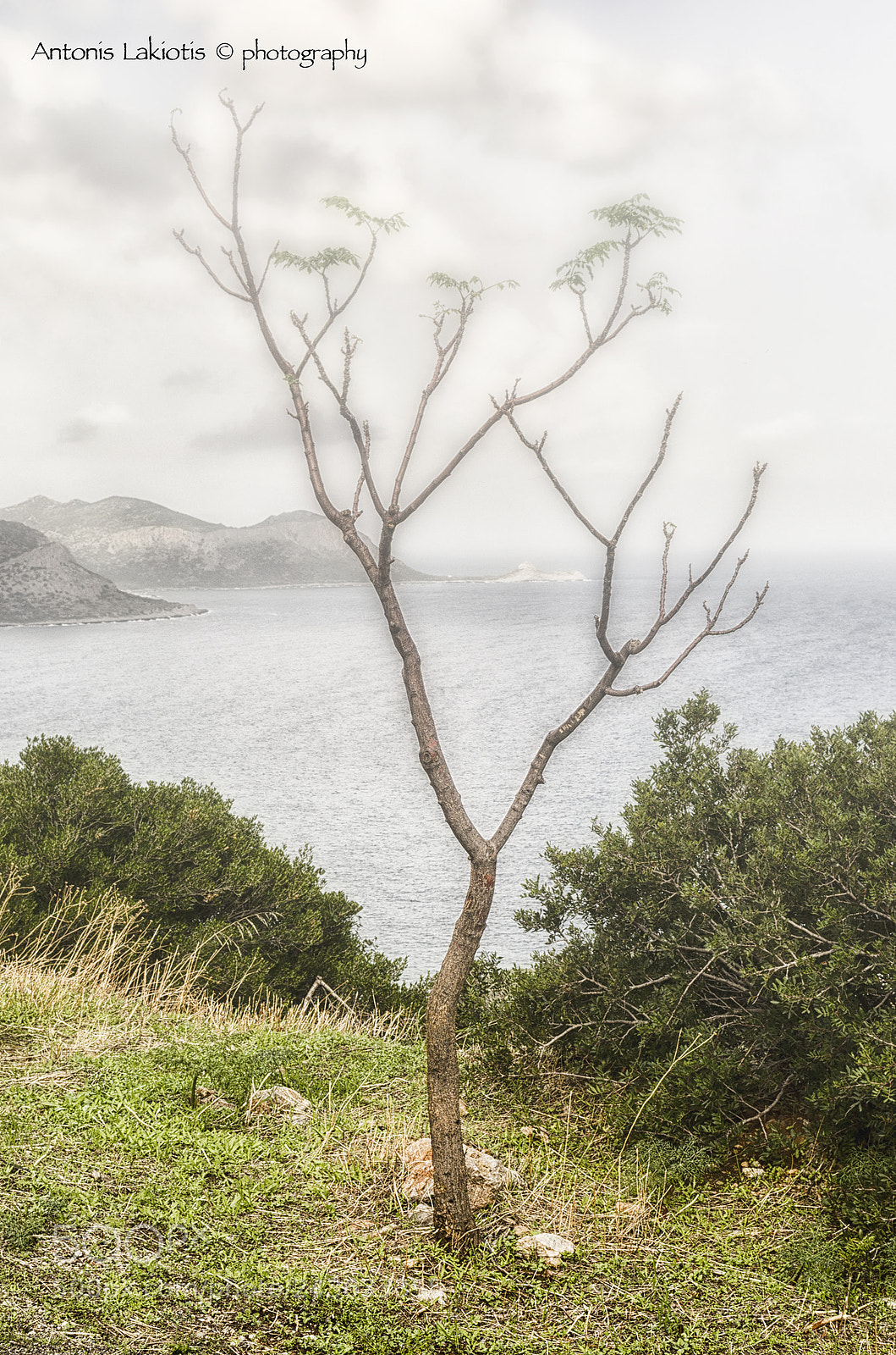 Nikon D5100 sample photo. Small tree inside mist photography