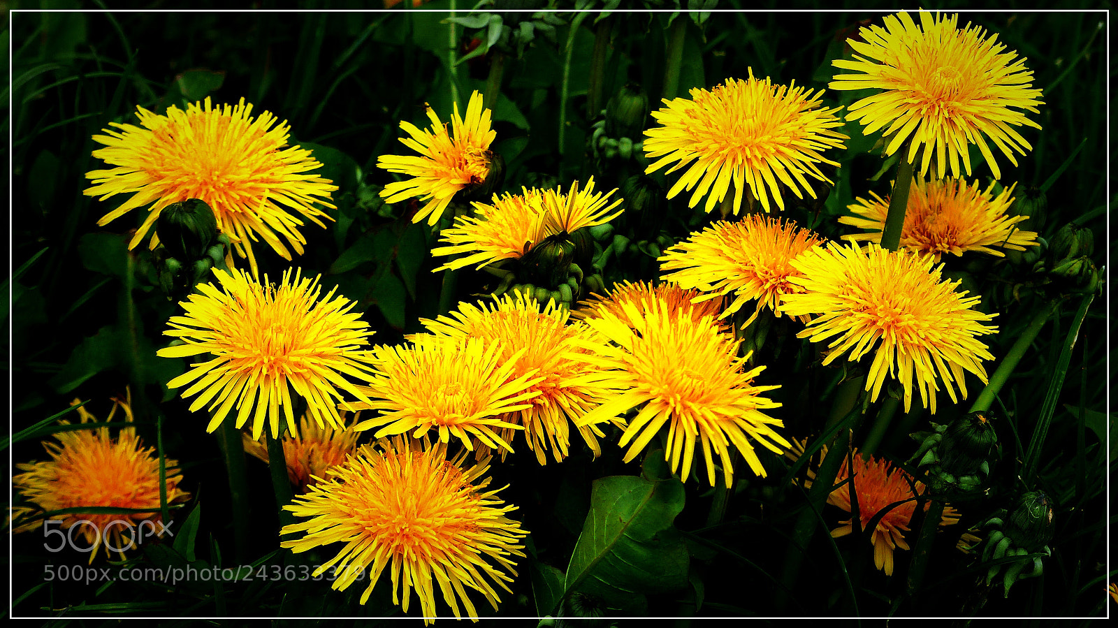Panasonic Lumix DMC-FZ200 sample photo. Dandelions photography