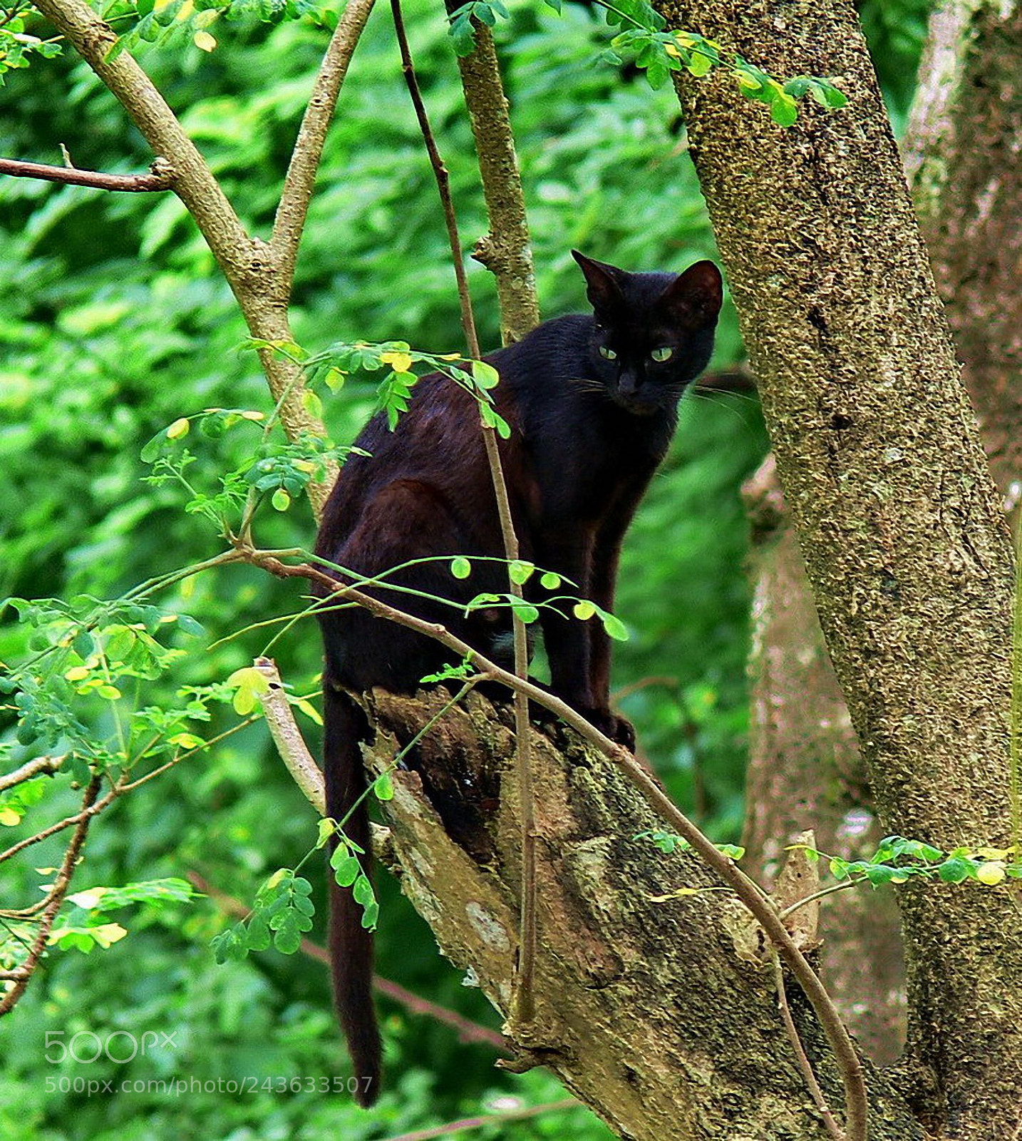 Panasonic DMC-FZ30 sample photo. Perched ... photography