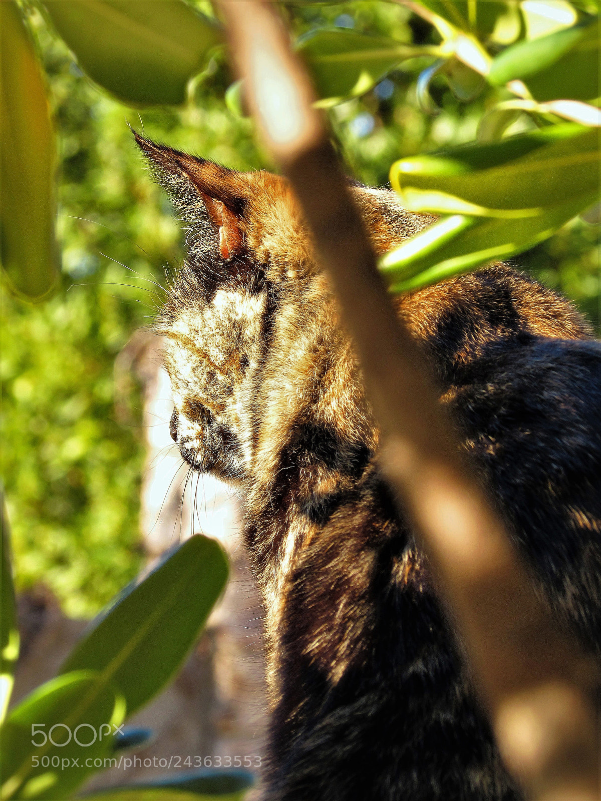 Canon PowerShot SX510 HS sample photo. Mrm@ my lovely cat photography