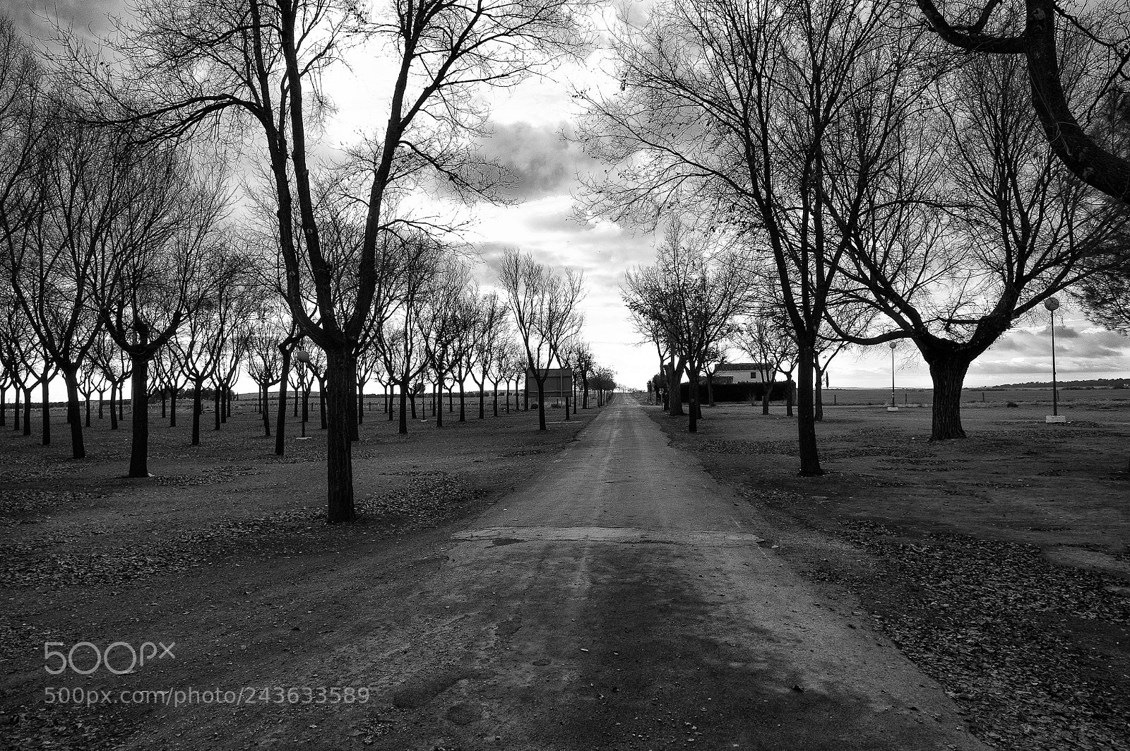 Nikon D300 sample photo. Rural road with trees. . photography