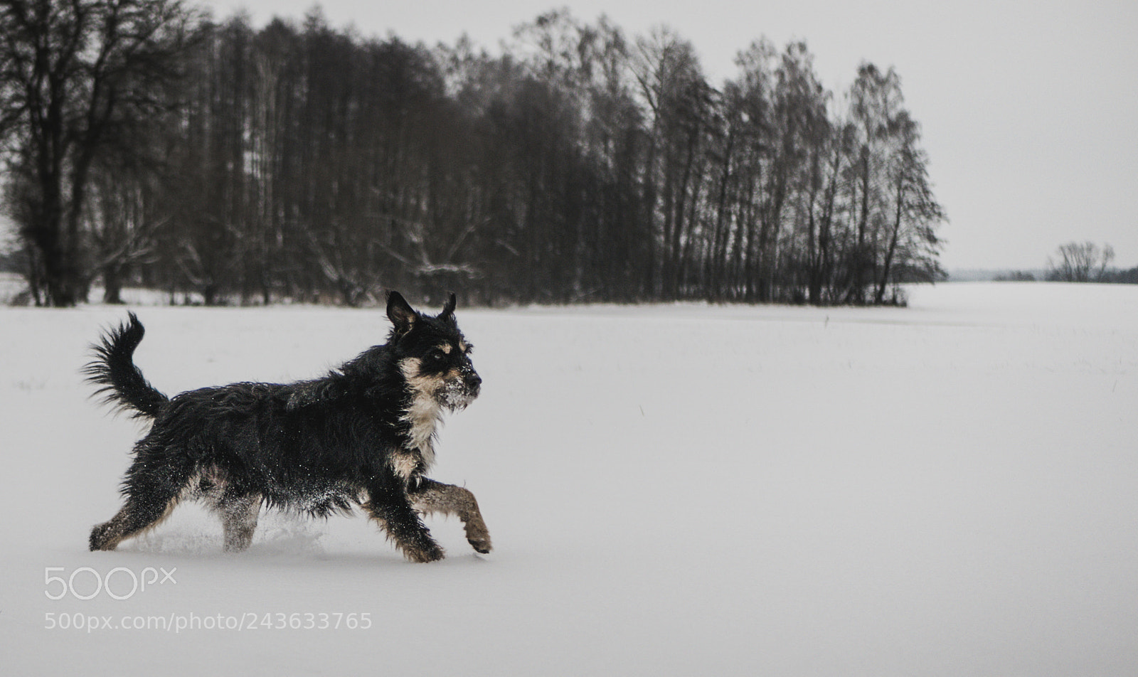 Panasonic Lumix DMC-G7 sample photo. Dog photography